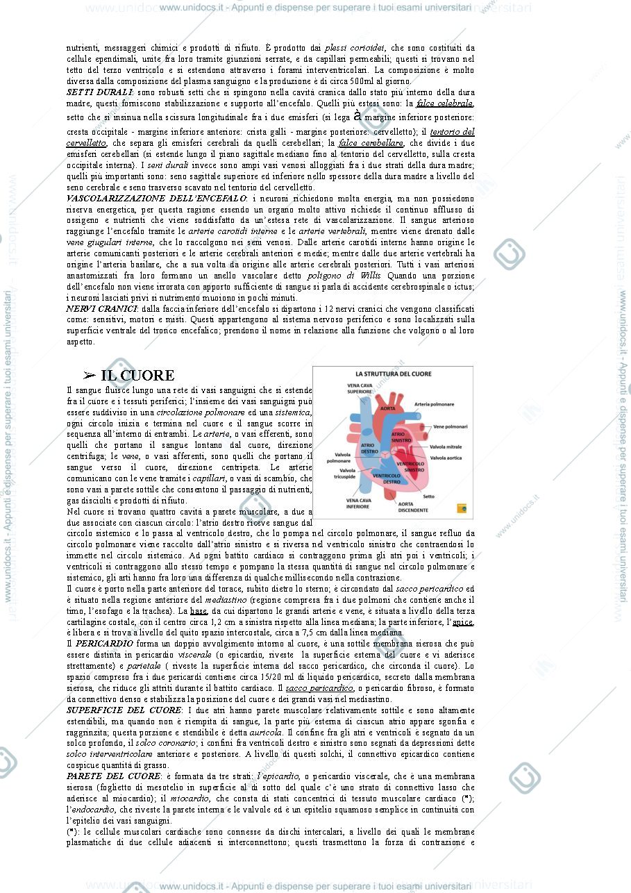 Anteprima pagina 2 — ANATOmia