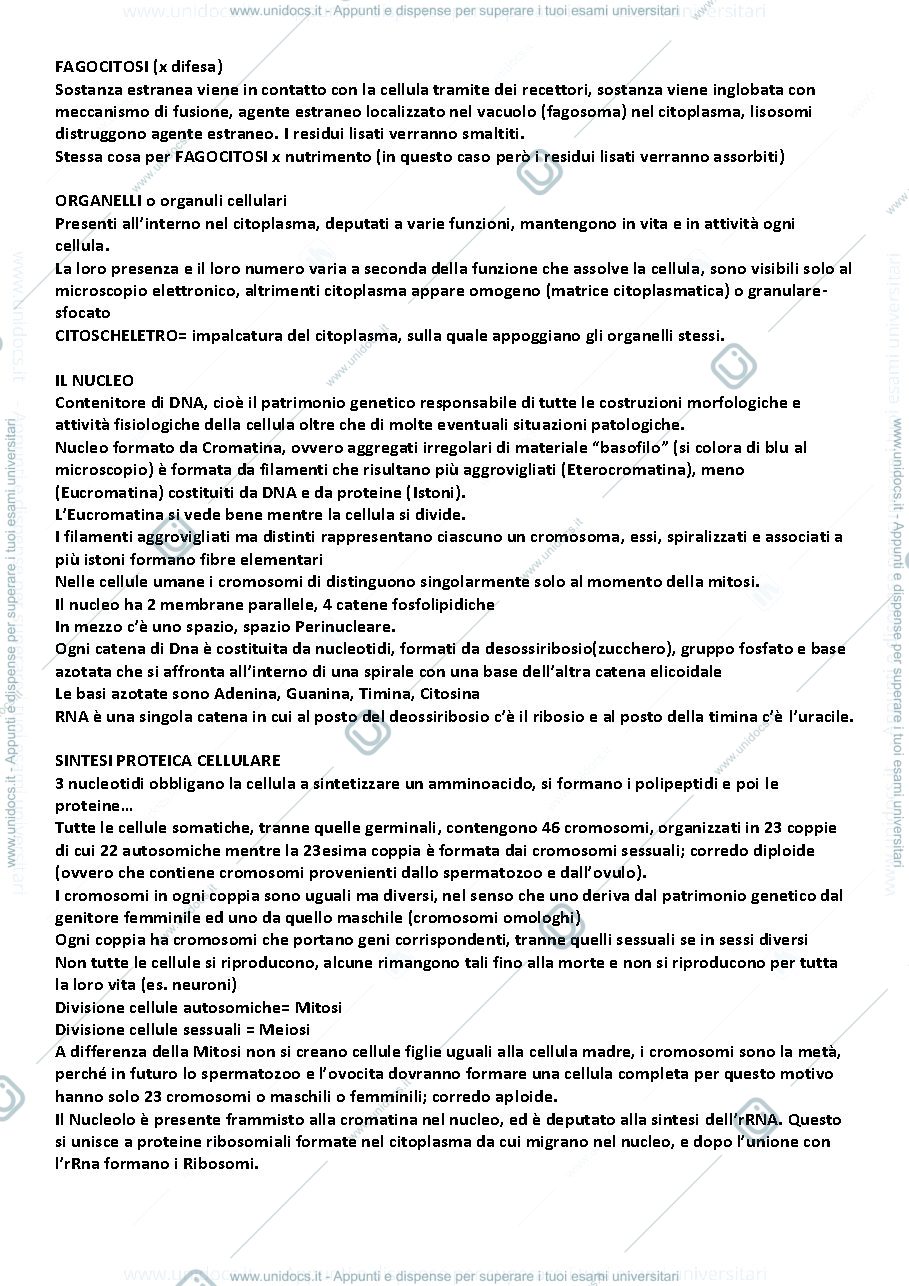 Anteprima pagina 3 — ISTOLOGIA E ANATOMIA 