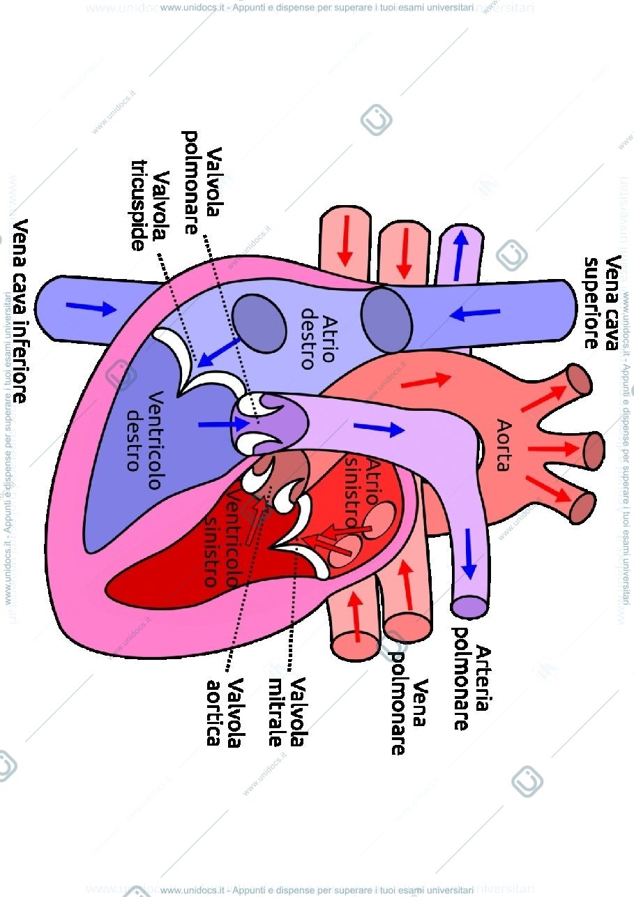 Anteprima pagina 1 — APPARATO CARDIOVASCOLARE