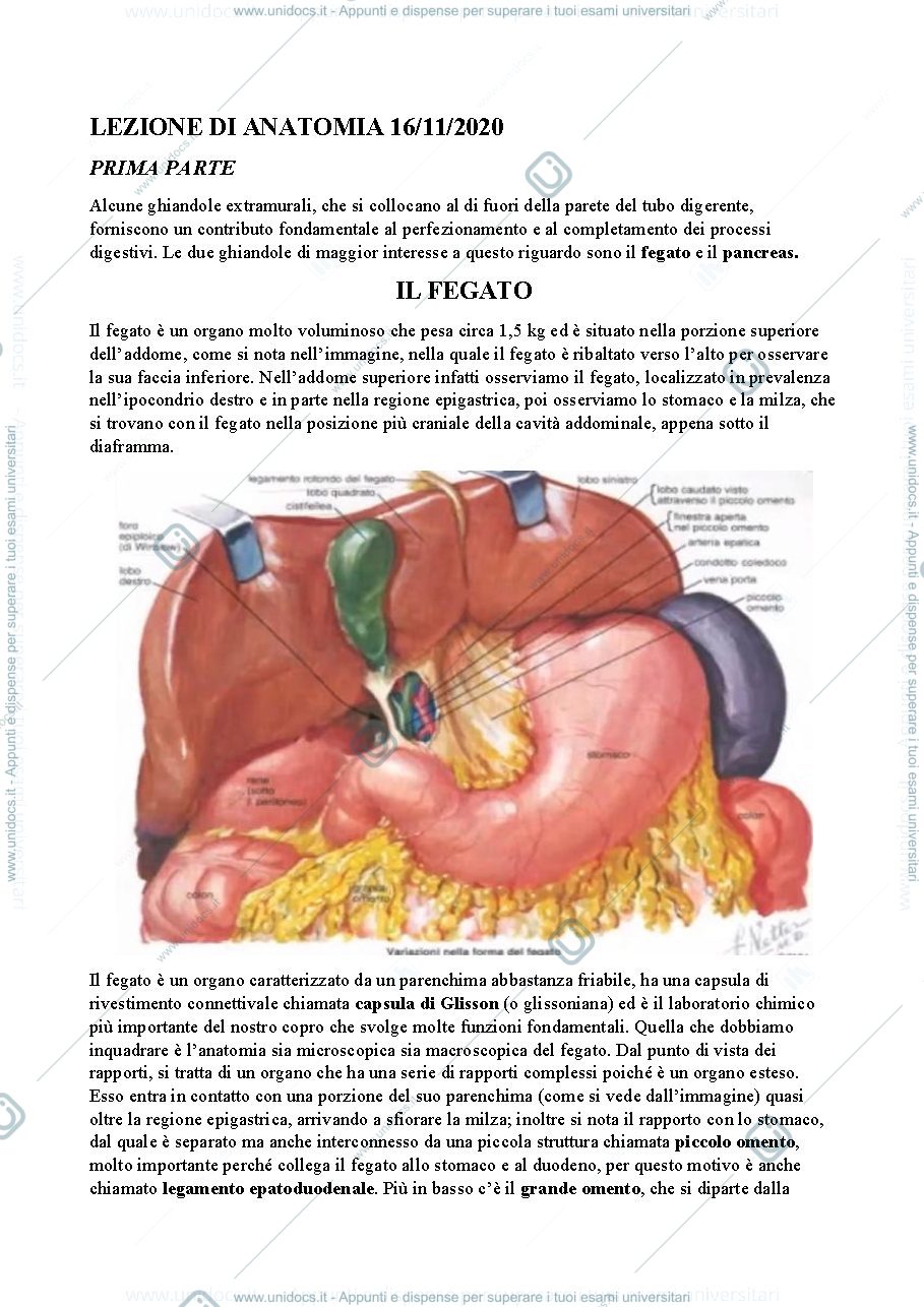 Anteprima pagina 1 — Fegato