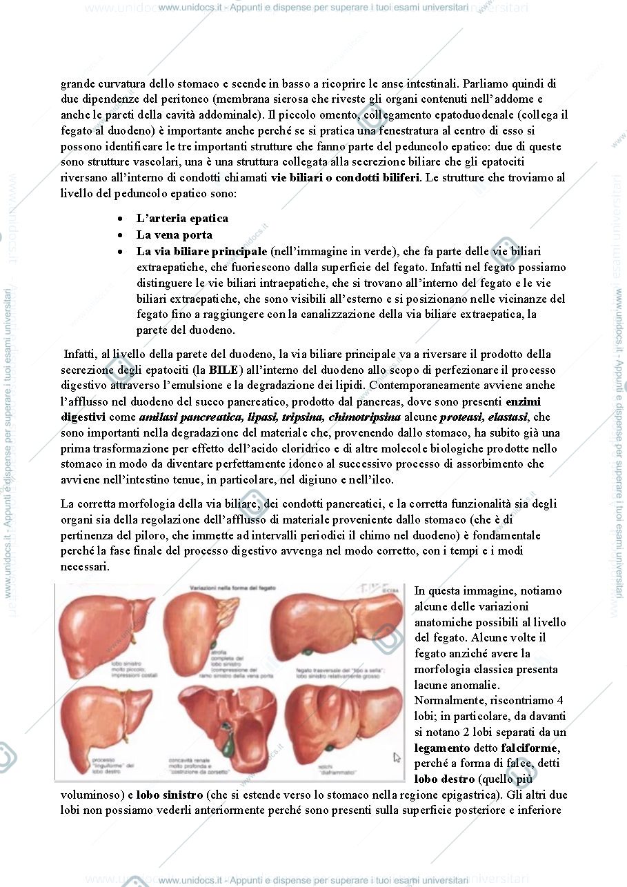 Anteprima pagina 2 — Fegato