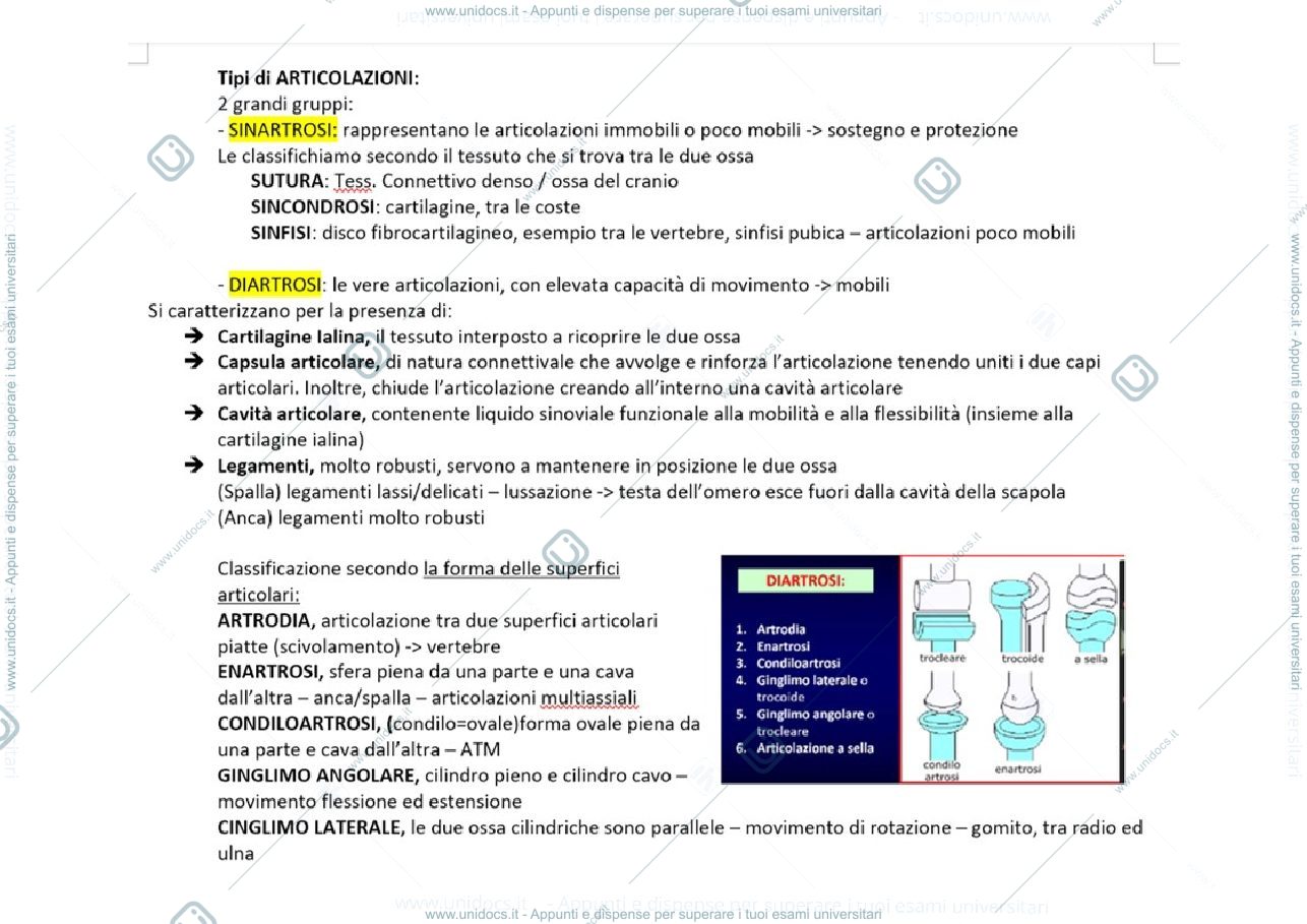 Anteprima pagina 1 — Articolazioni