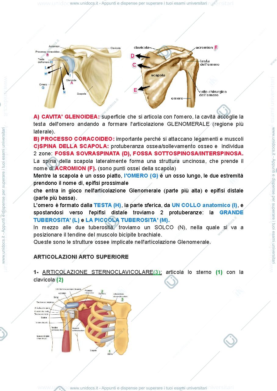 Anteprima pagina 2 — arto superiore e tronco 