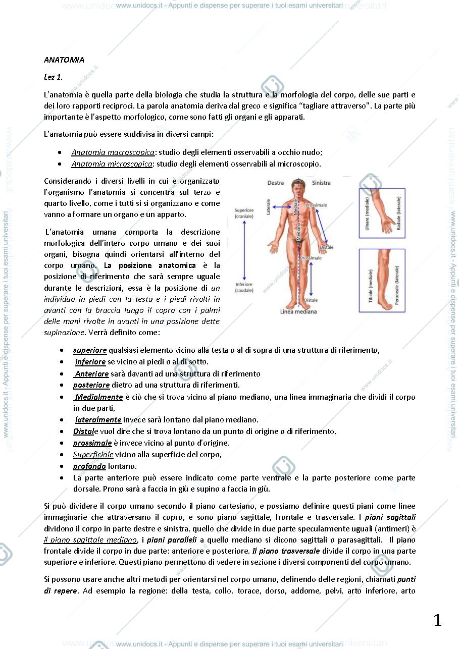 Anteprima pagina 1 — anatomia umana
