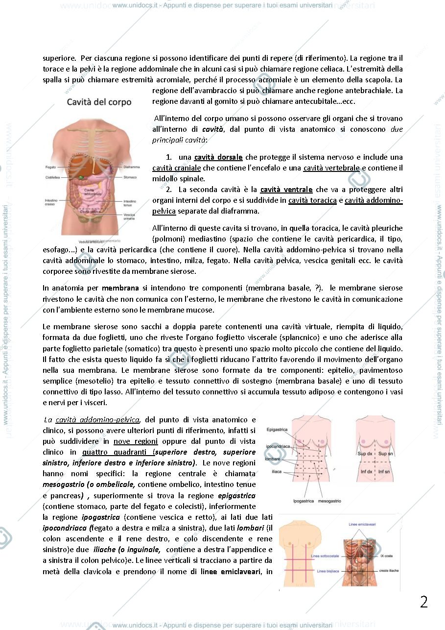 Anteprima pagina 2 — anatomia umana
