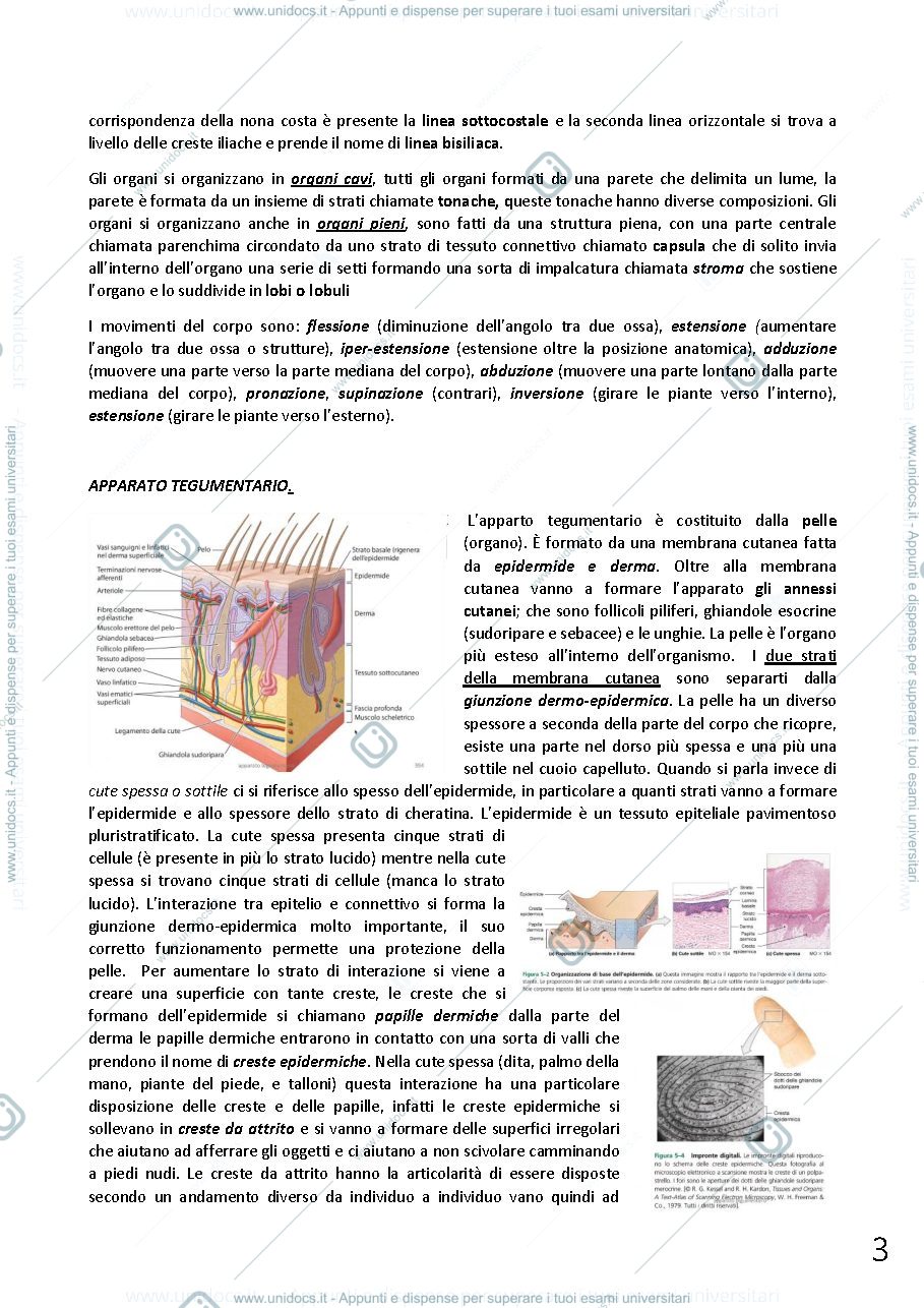 Anteprima pagina 3 — anatomia umana