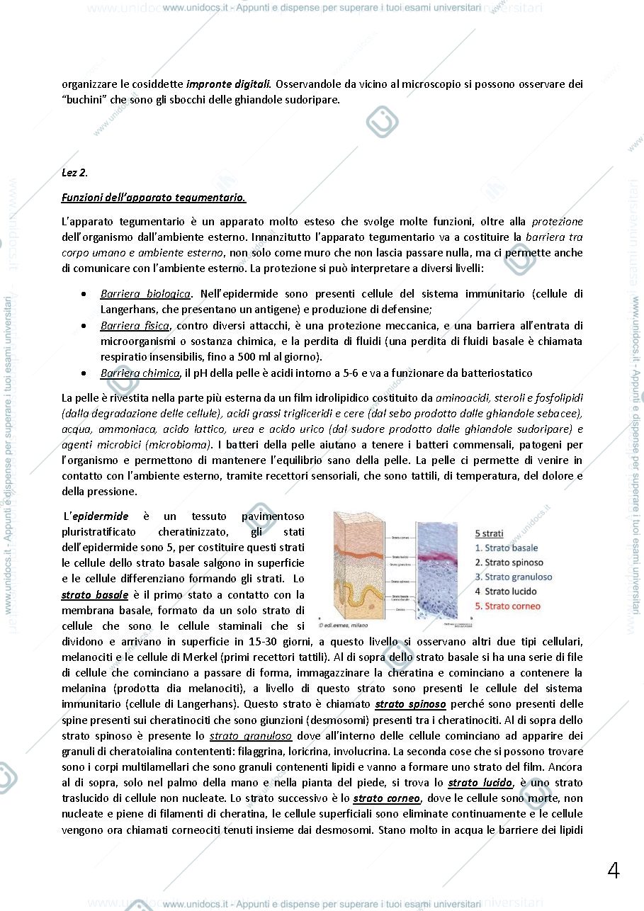Anteprima pagina 4 — anatomia umana