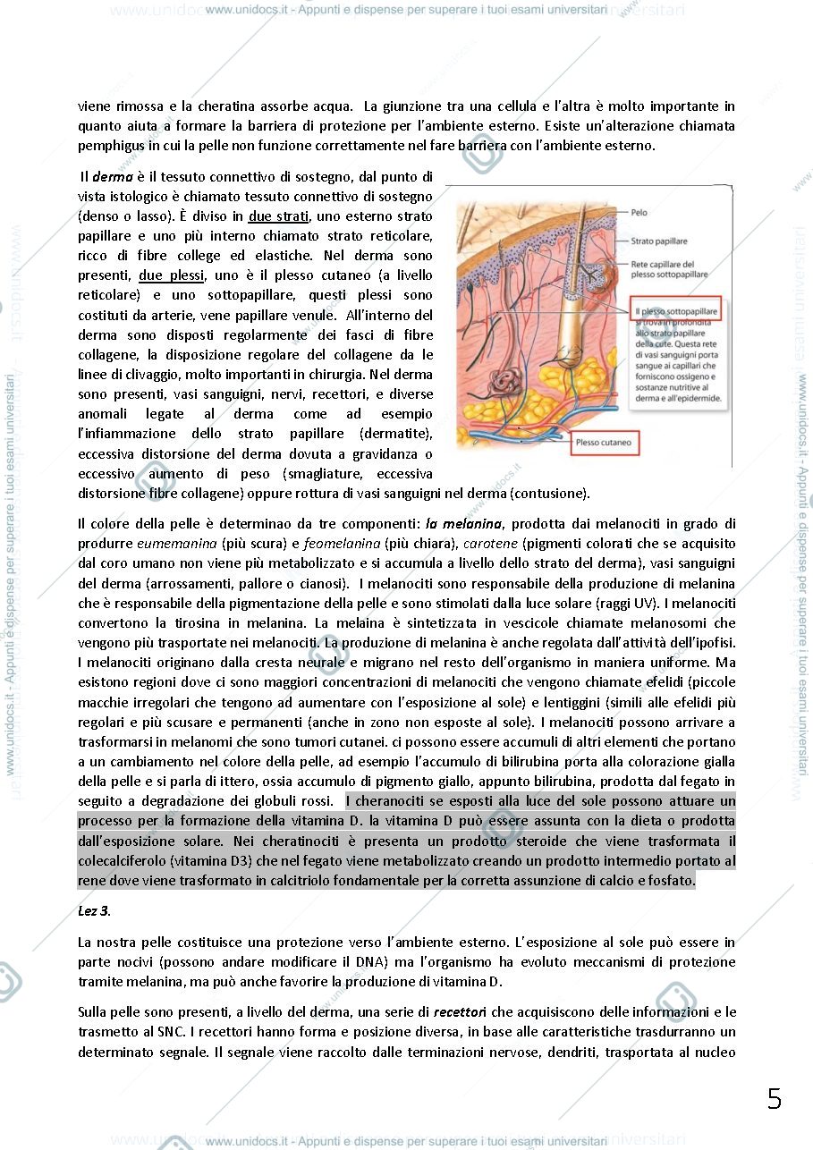 Anteprima pagina 5 — anatomia umana