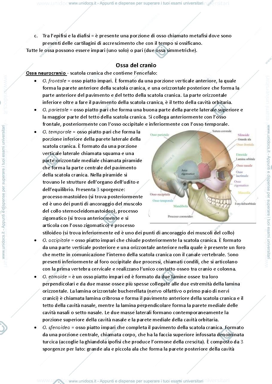 Anteprima pagina 2 — Anatomia Umana - Dr. Giovanni Criterio 