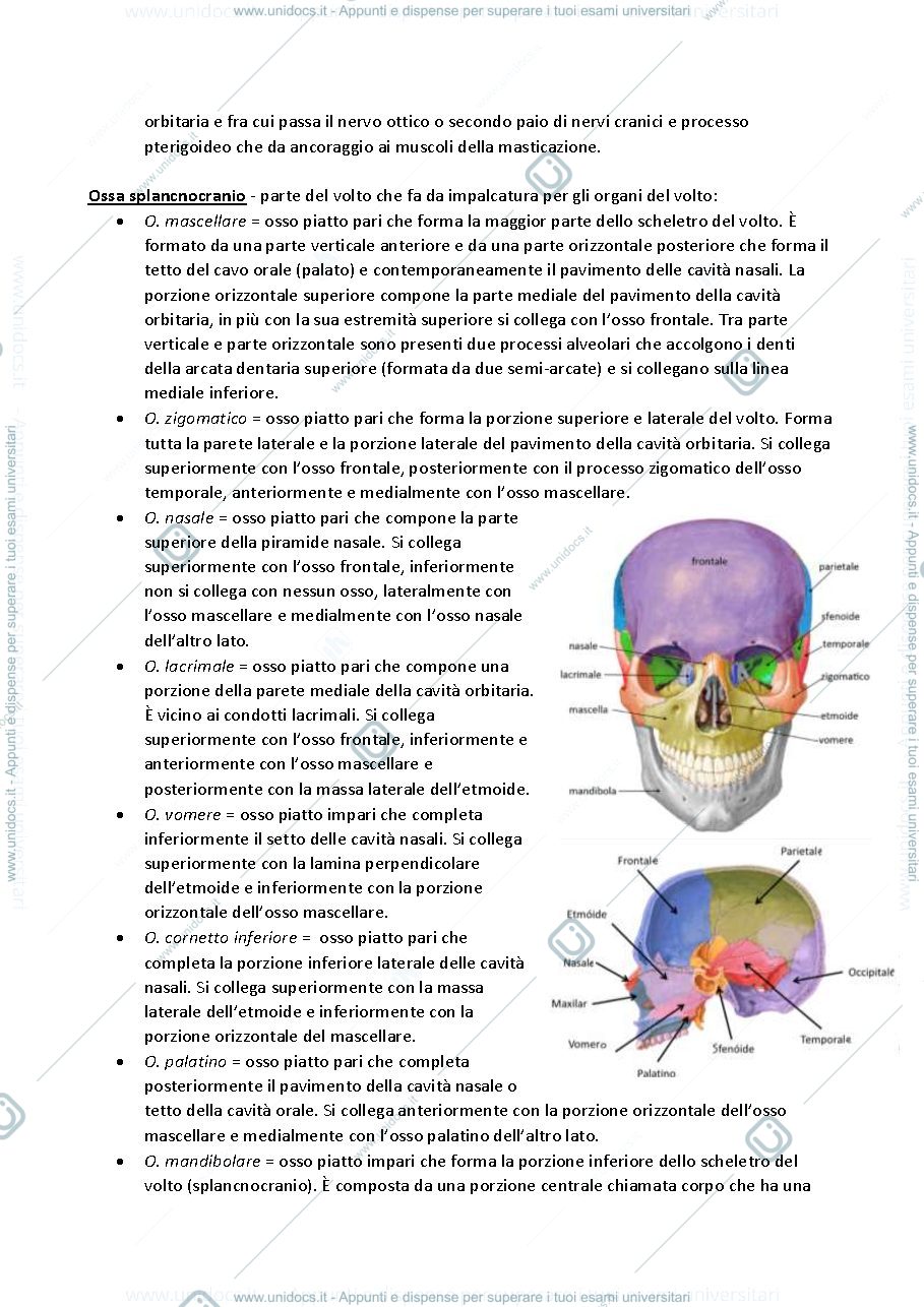 Anteprima pagina 3 — Anatomia Umana - Dr. Giovanni Criterio 