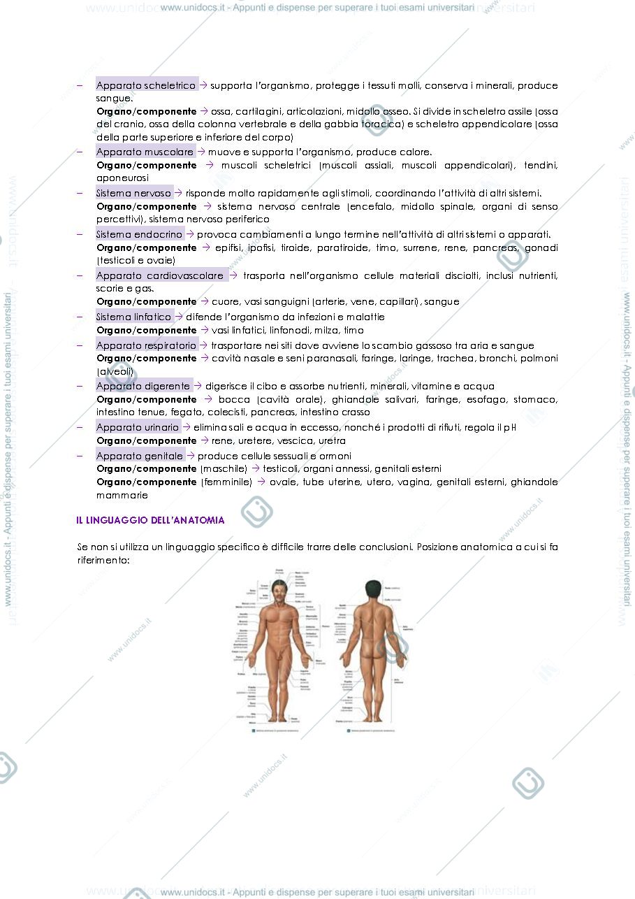 Anteprima pagina 3 — Anatomia umana