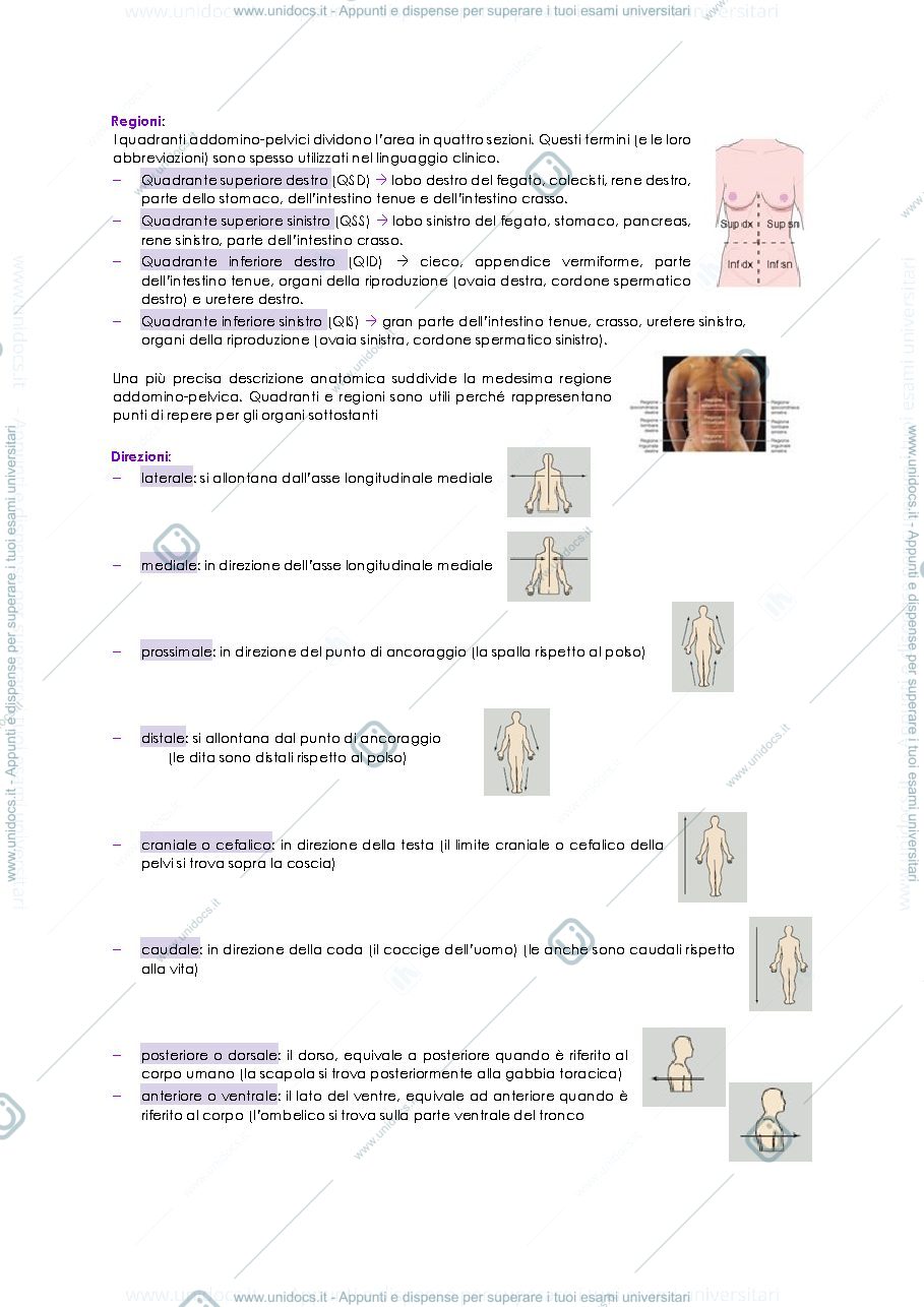 Anteprima pagina 4 — Anatomia umana