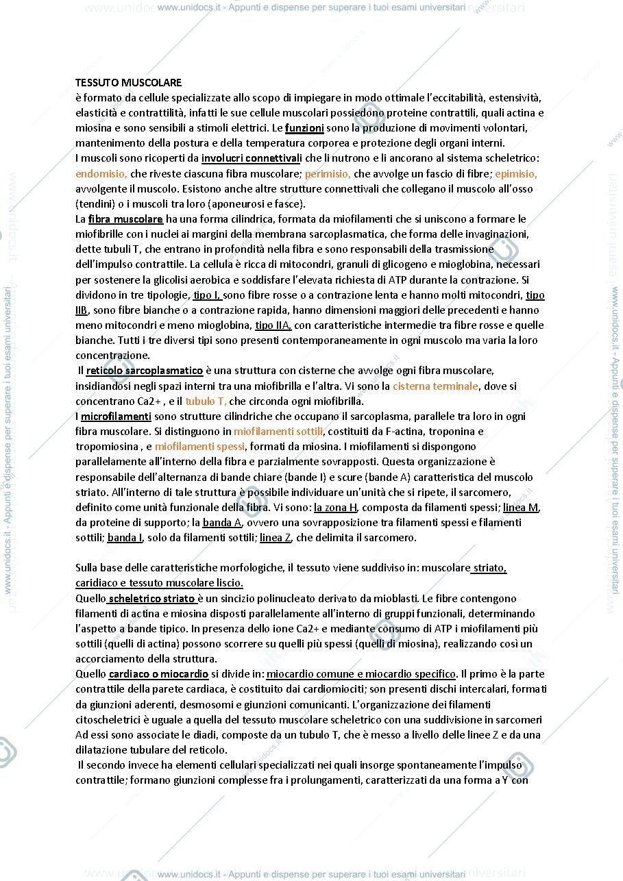 Anteprima pagina 1 — Anatomia umana - tessuto muscolare 