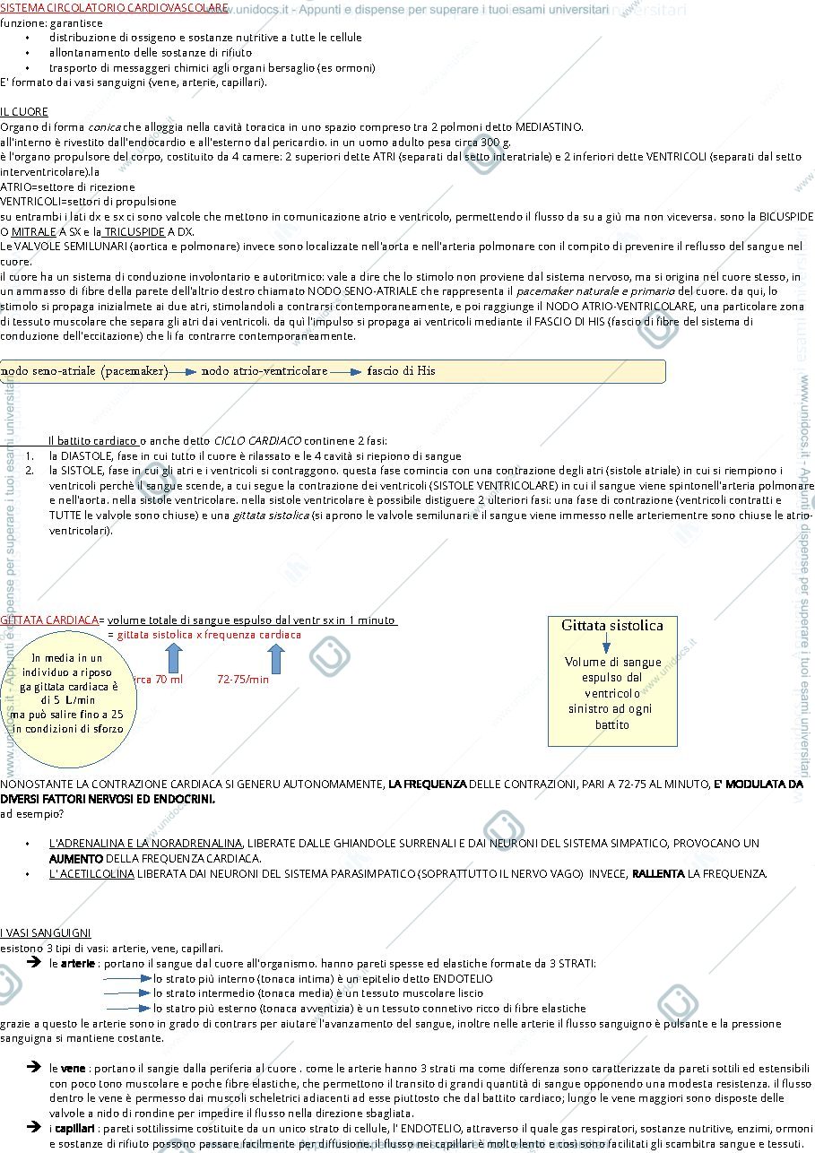 Anteprima pagina 1 — sistema circolatorio