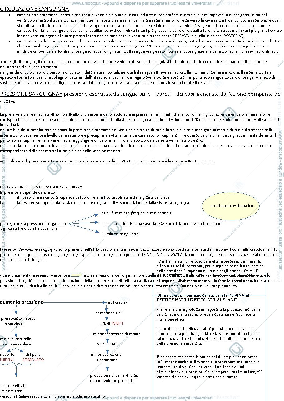 Anteprima pagina 2 — sistema circolatorio