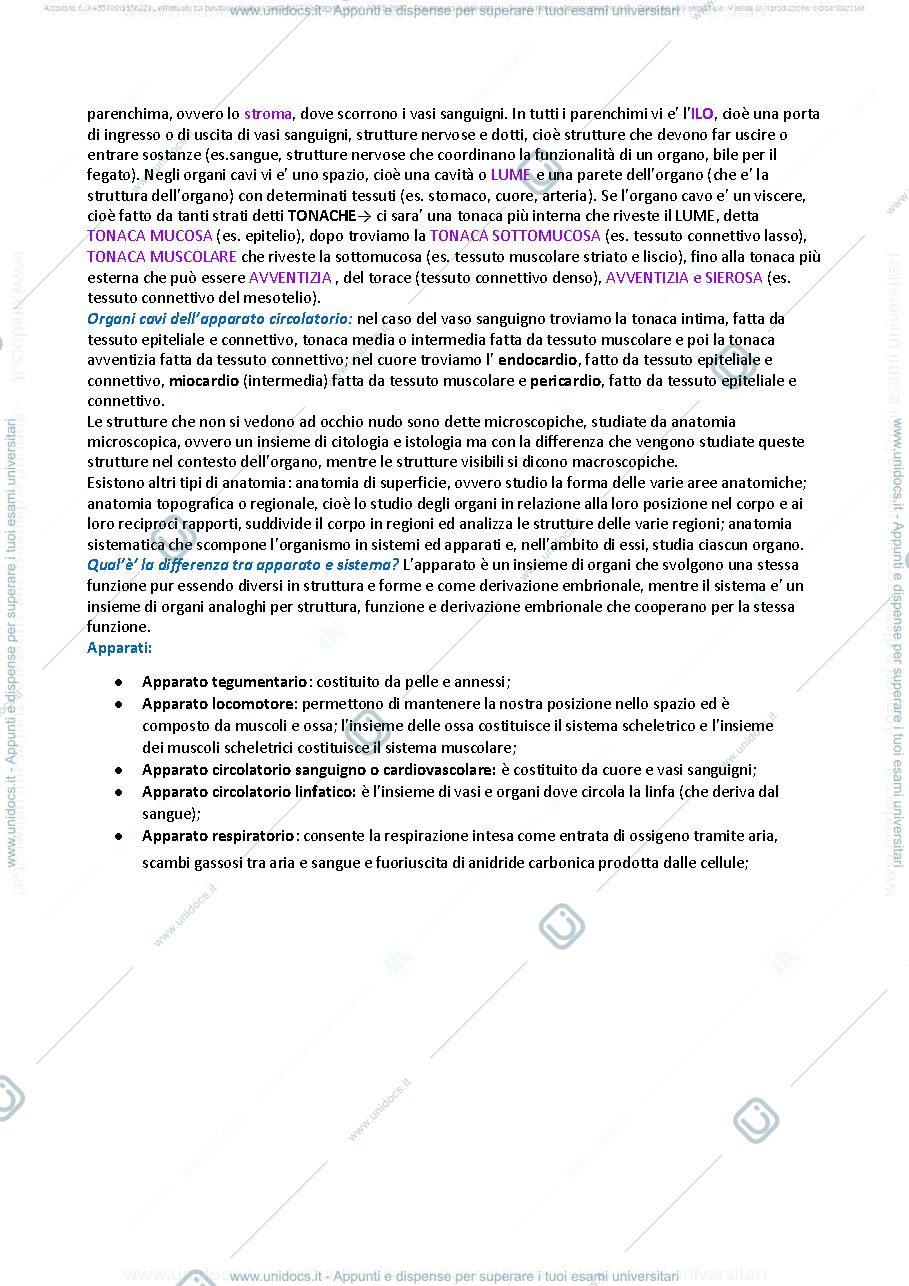 Anteprima pagina 2 — ANATOMIA SASSOLI 