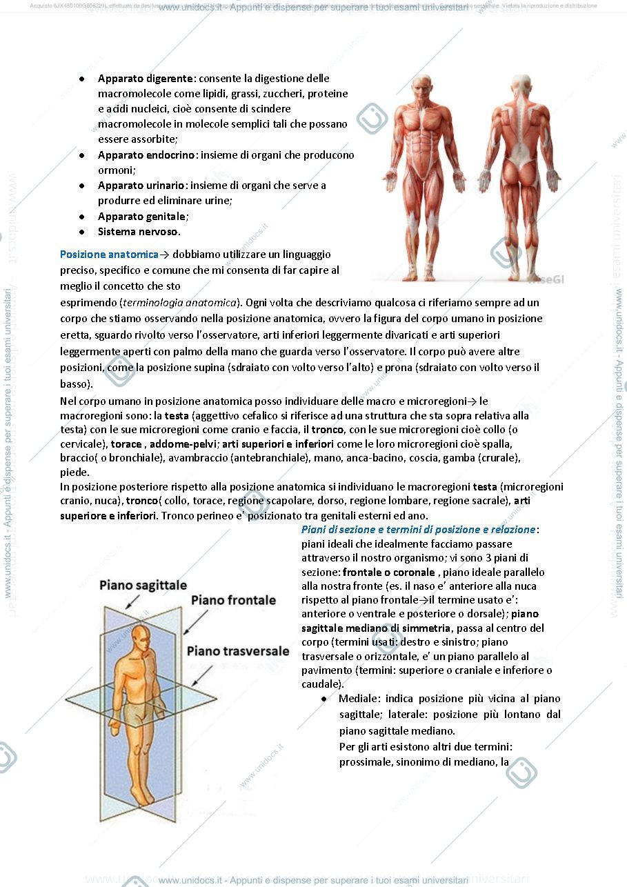 Anteprima pagina 3 — ANATOMIA SASSOLI 