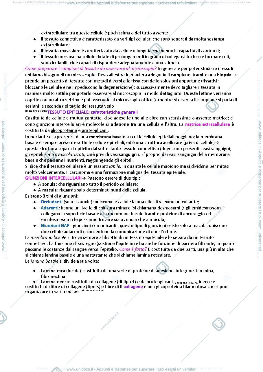Anteprima pagina 5 — ANATOMIA SASSOLI 