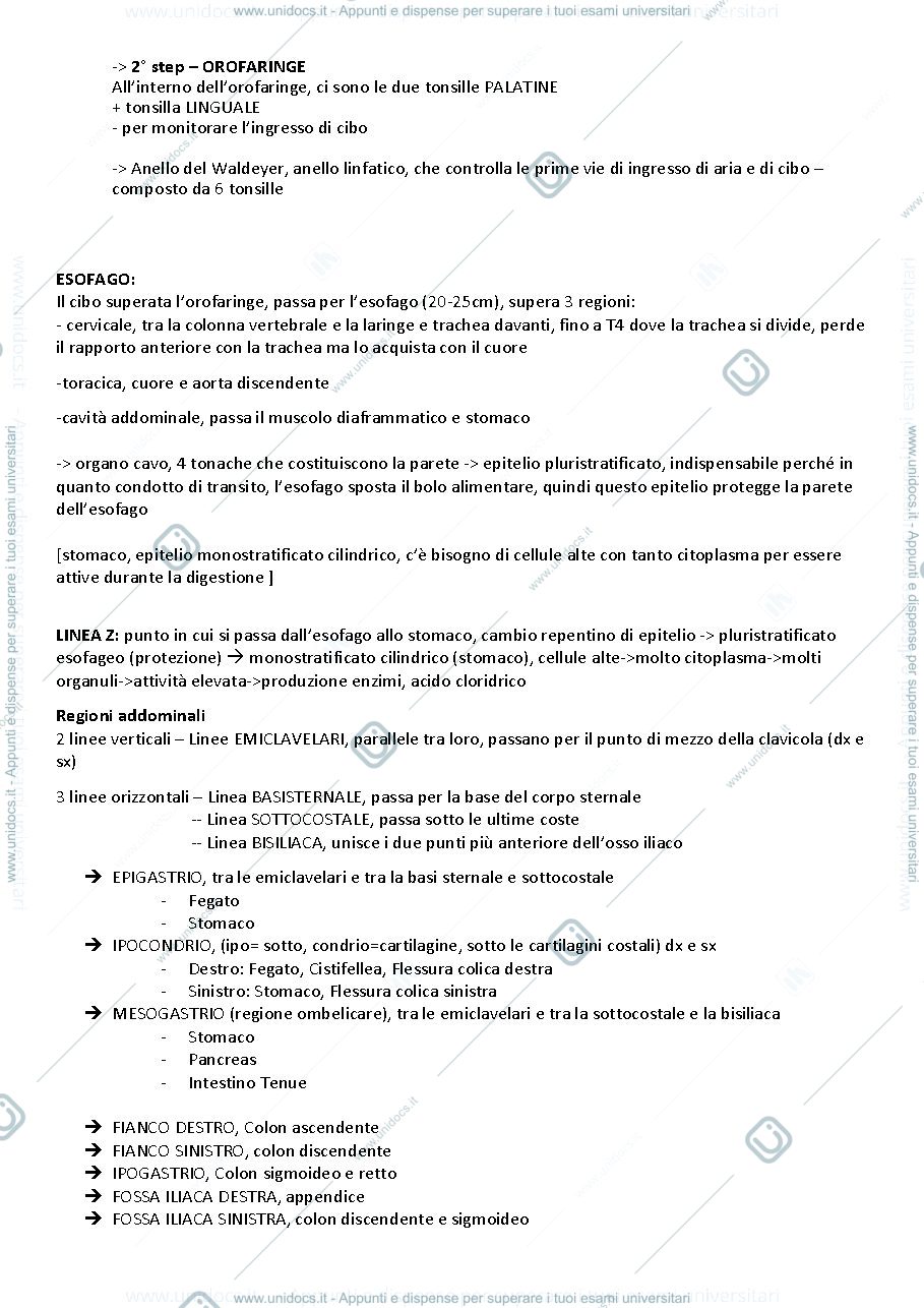 Anteprima pagina 2 — apparato digerente e ghiandole annesse