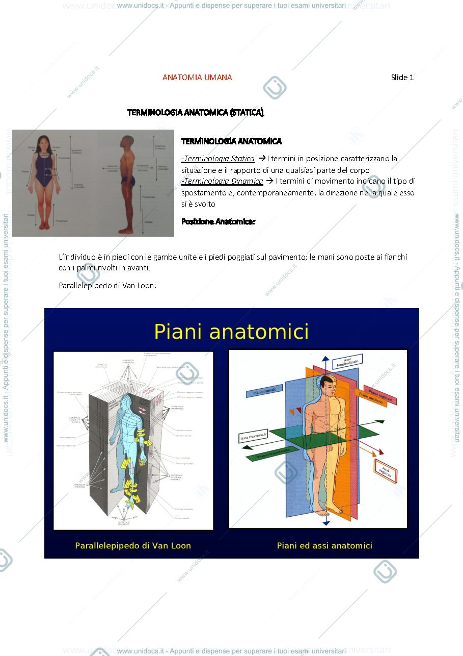 Anteprima pagina 1 — Anatomia