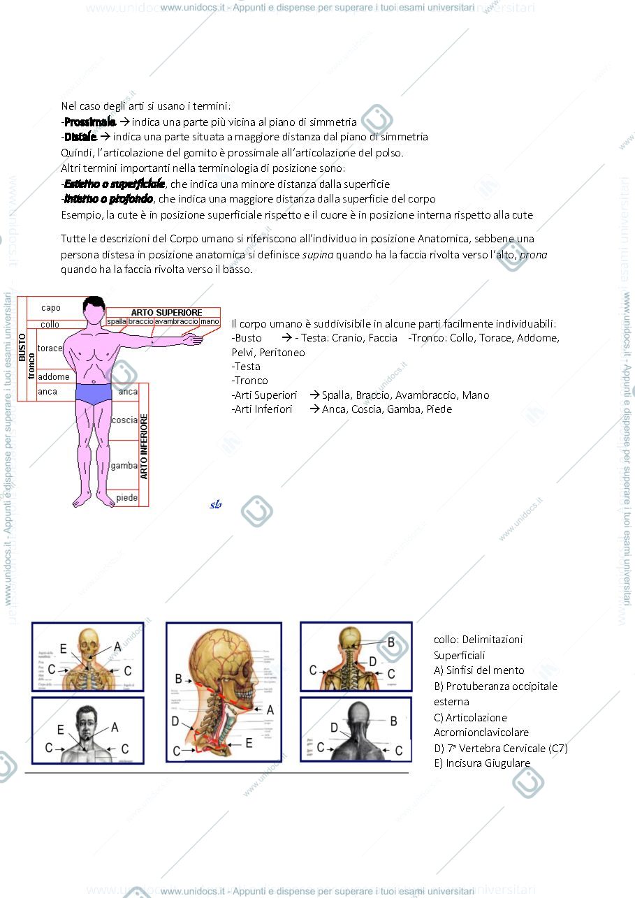 Anteprima pagina 4 — Anatomia