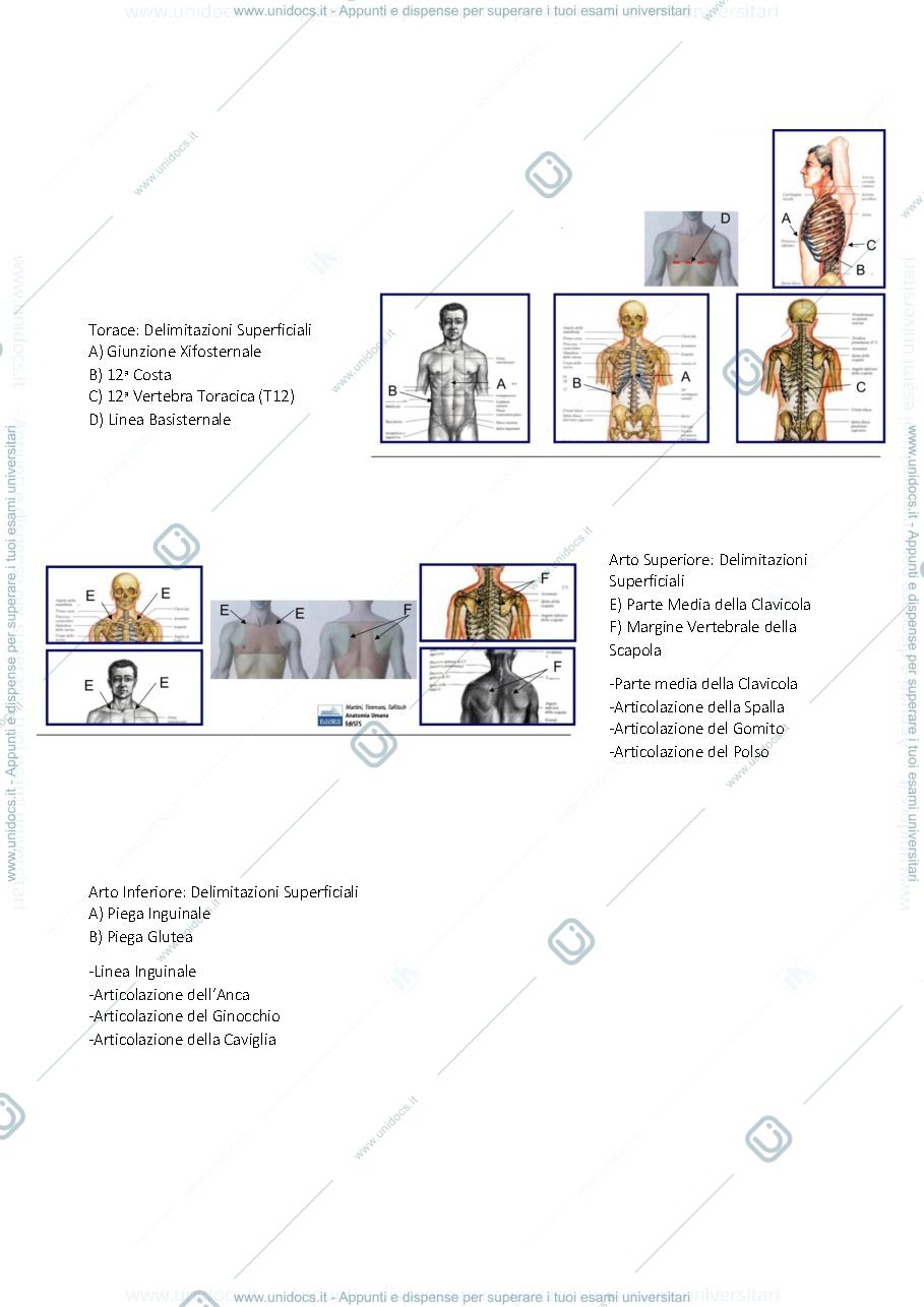 Anteprima pagina 5 — Anatomia