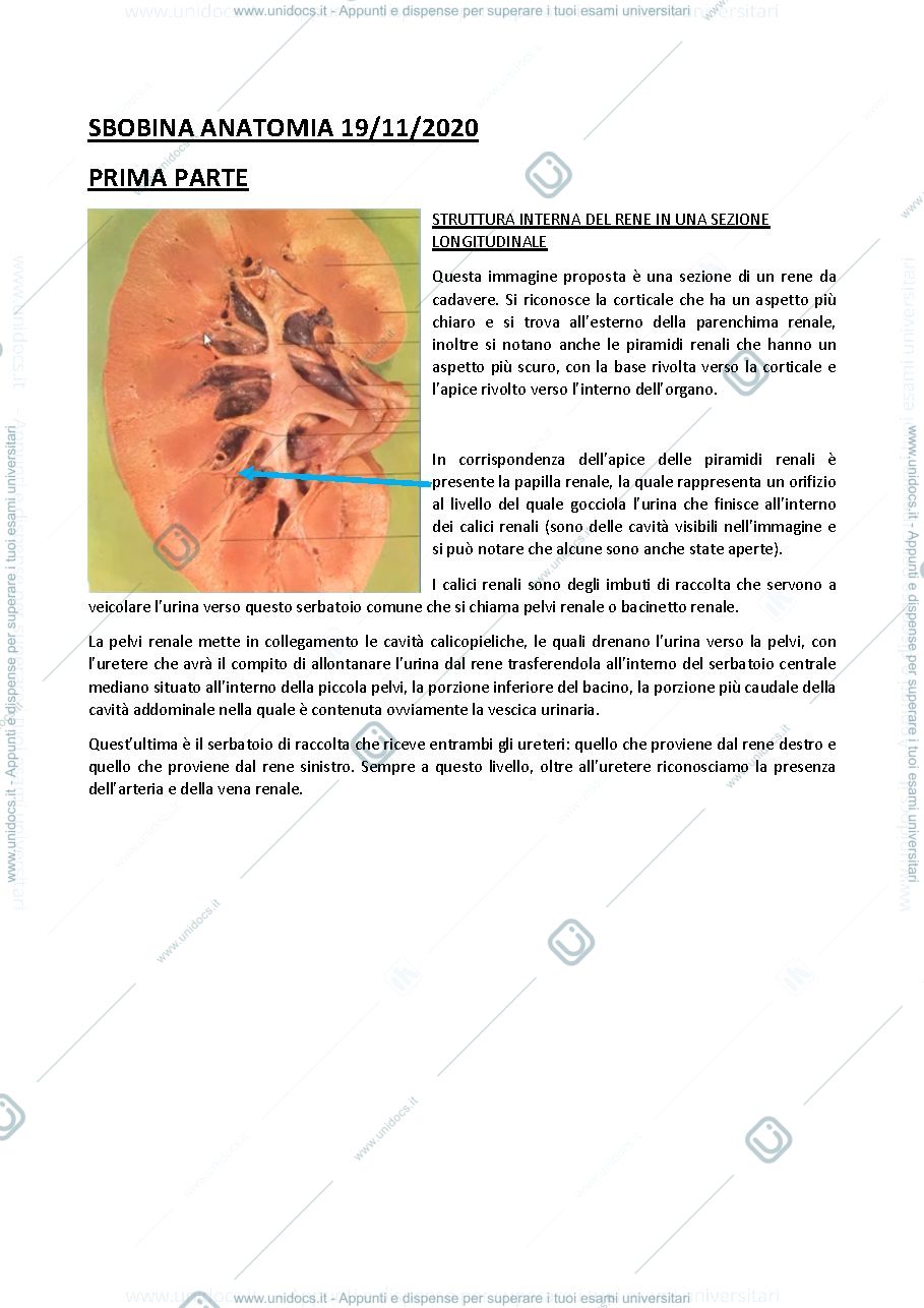 Anteprima pagina 1 — Rene