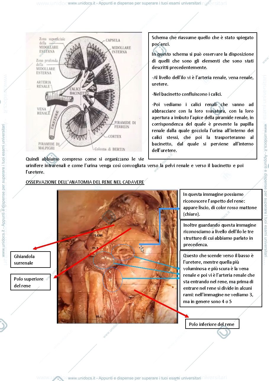 Anteprima pagina 2 — Rene