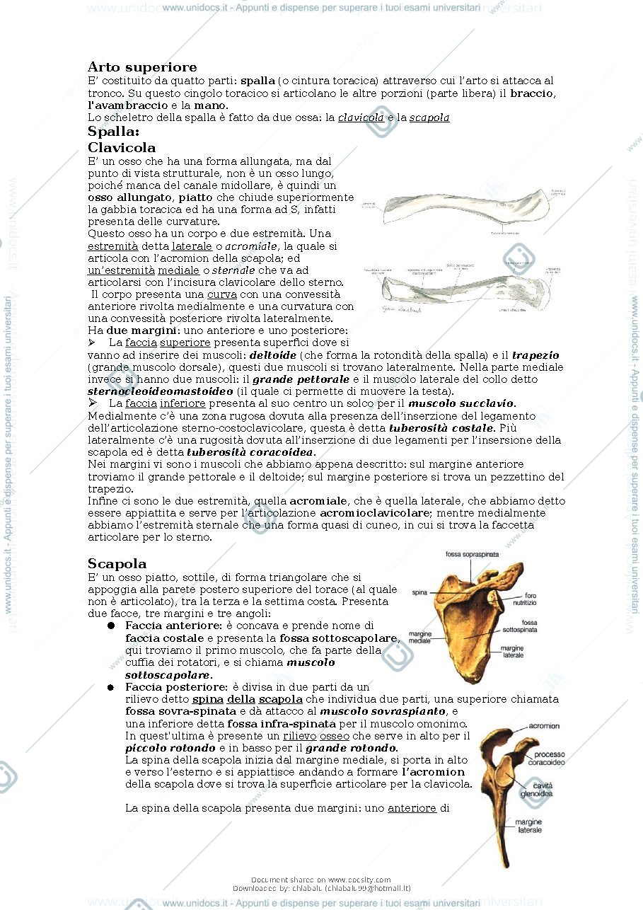 Anteprima pagina 2 — Anatomia apparato locomotore 