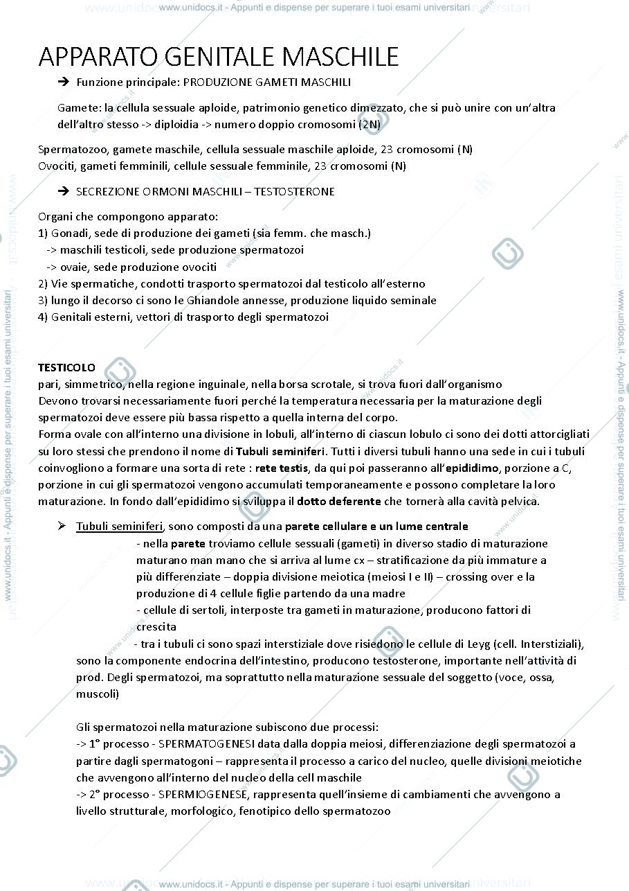 Anteprima pagina 1 — APPARATO GENITALE MASCHILE