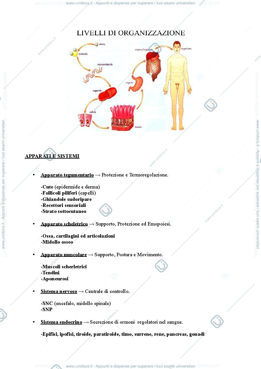 Anteprima pagina 2 — Anatomia Umana I anno 