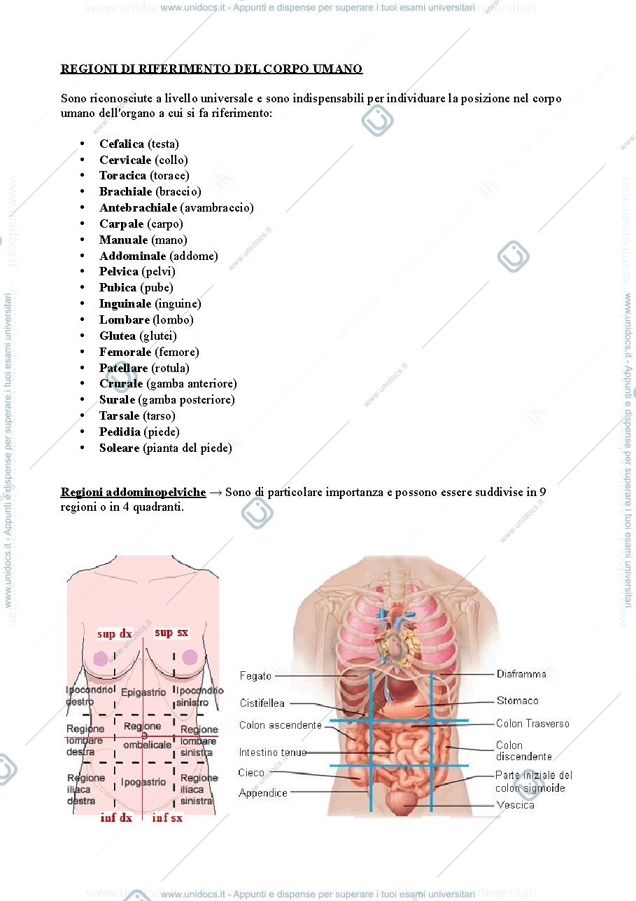 Anteprima pagina 4 — Anatomia Umana I anno 