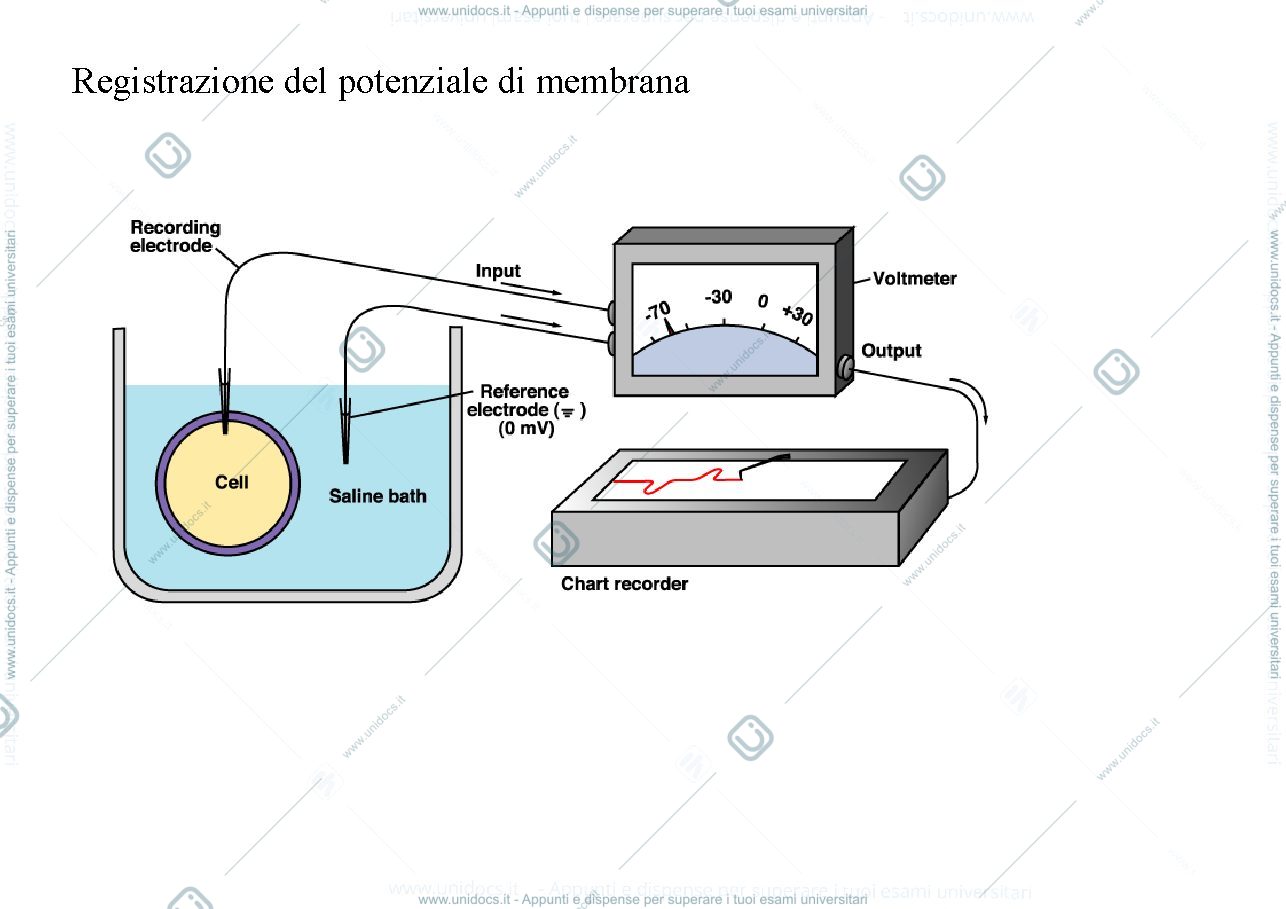 Anteprima pagina 4 — potenziale d'azione