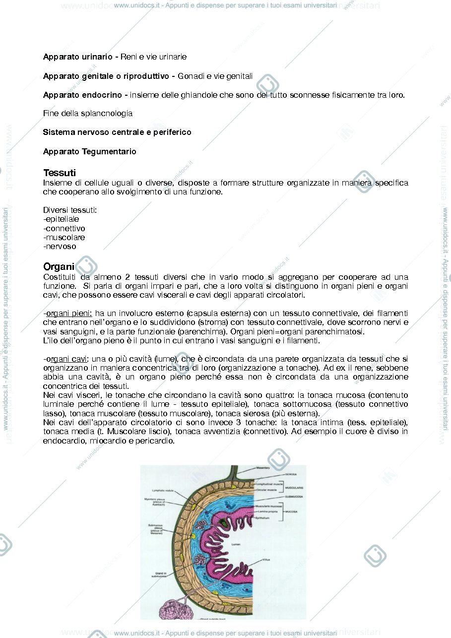 Anteprima pagina 2 — anatomia umana