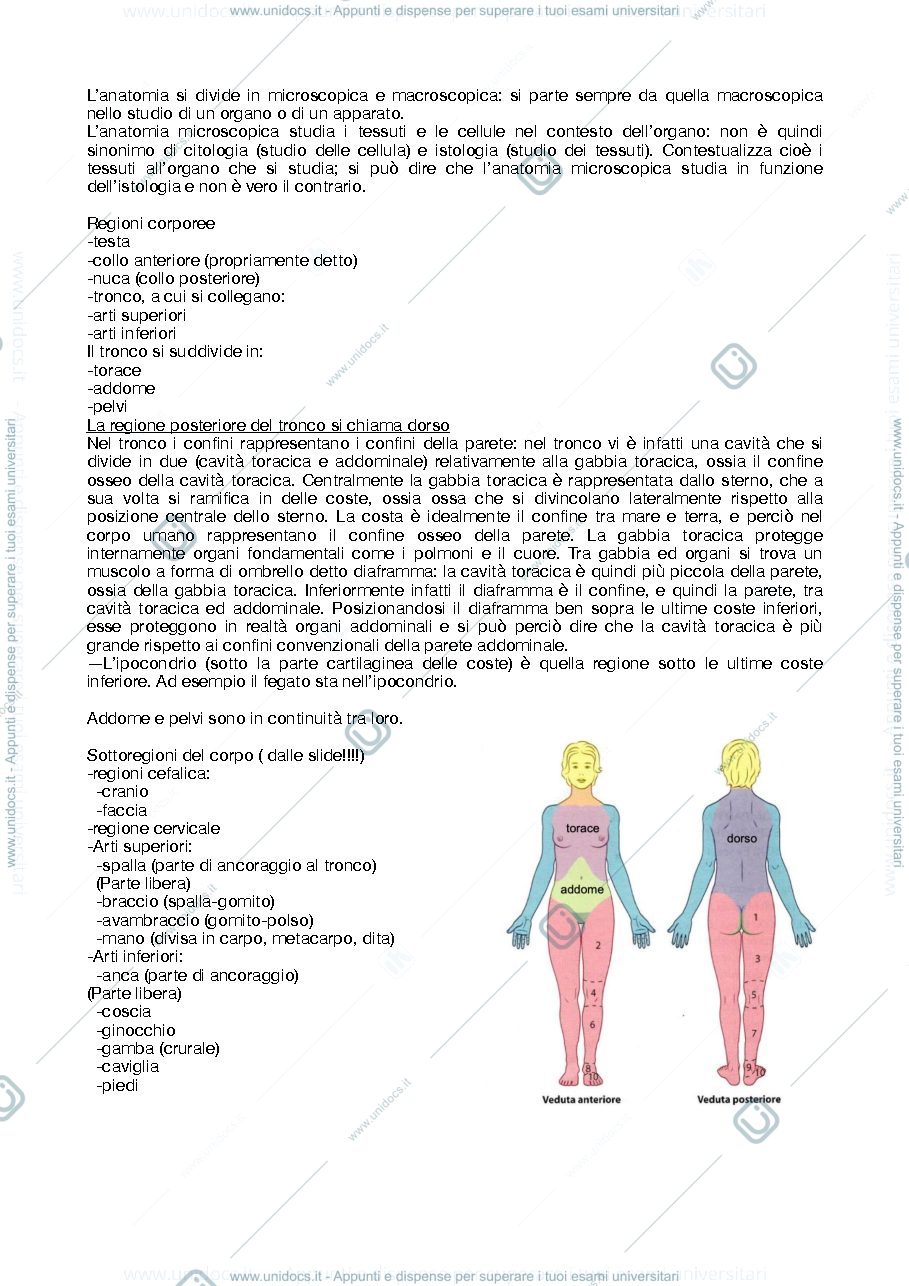 Anteprima pagina 3 — anatomia umana