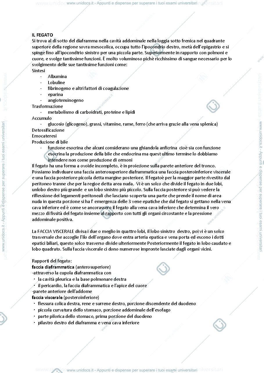 Anteprima pagina 1 — fegato