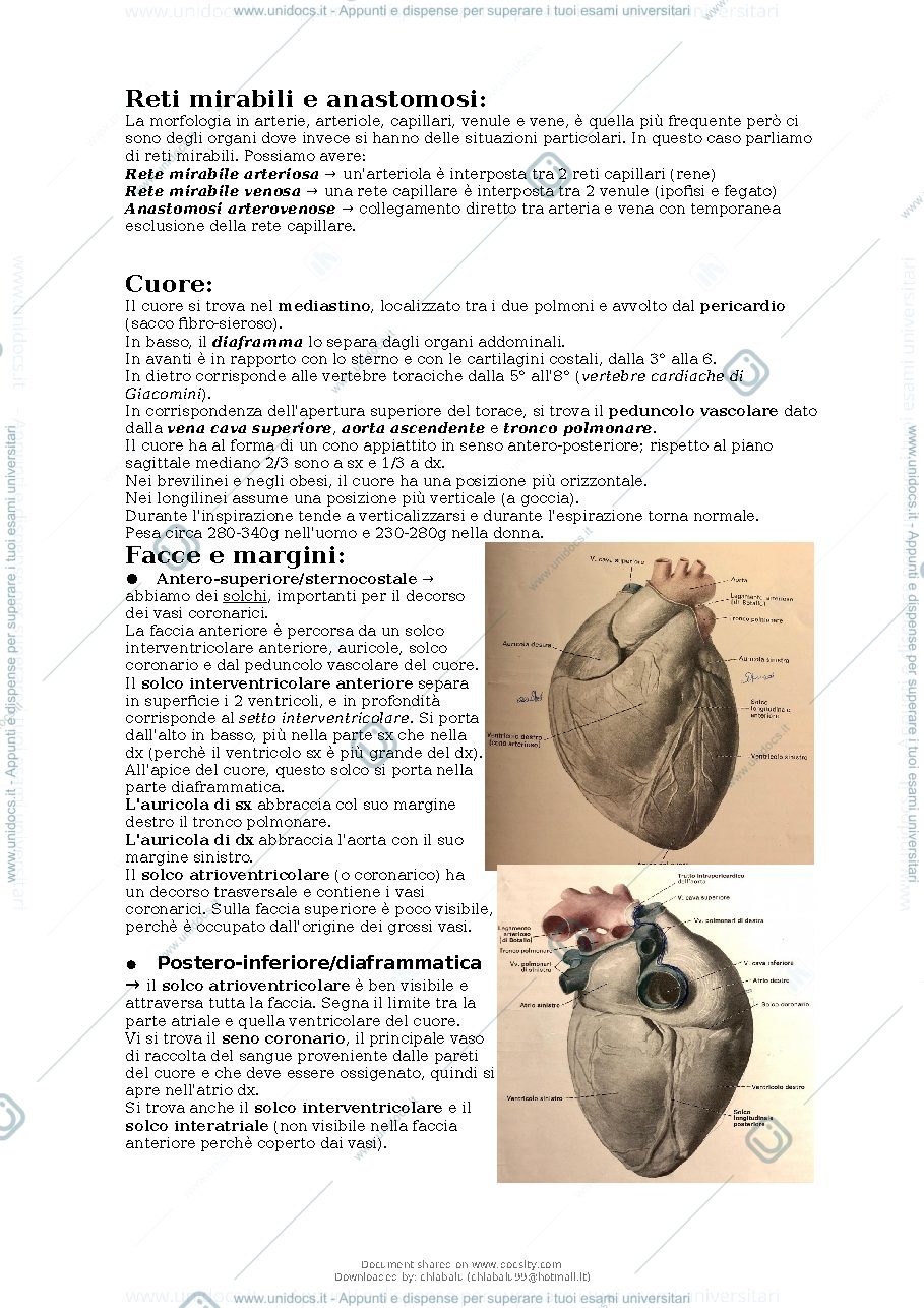 Anteprima pagina 3 — Anatomia apparato cardiocircolatorio 