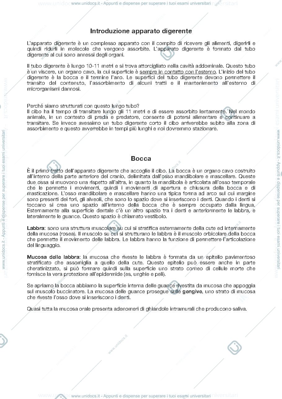 Anteprima pagina 1 — Apparato digerente
