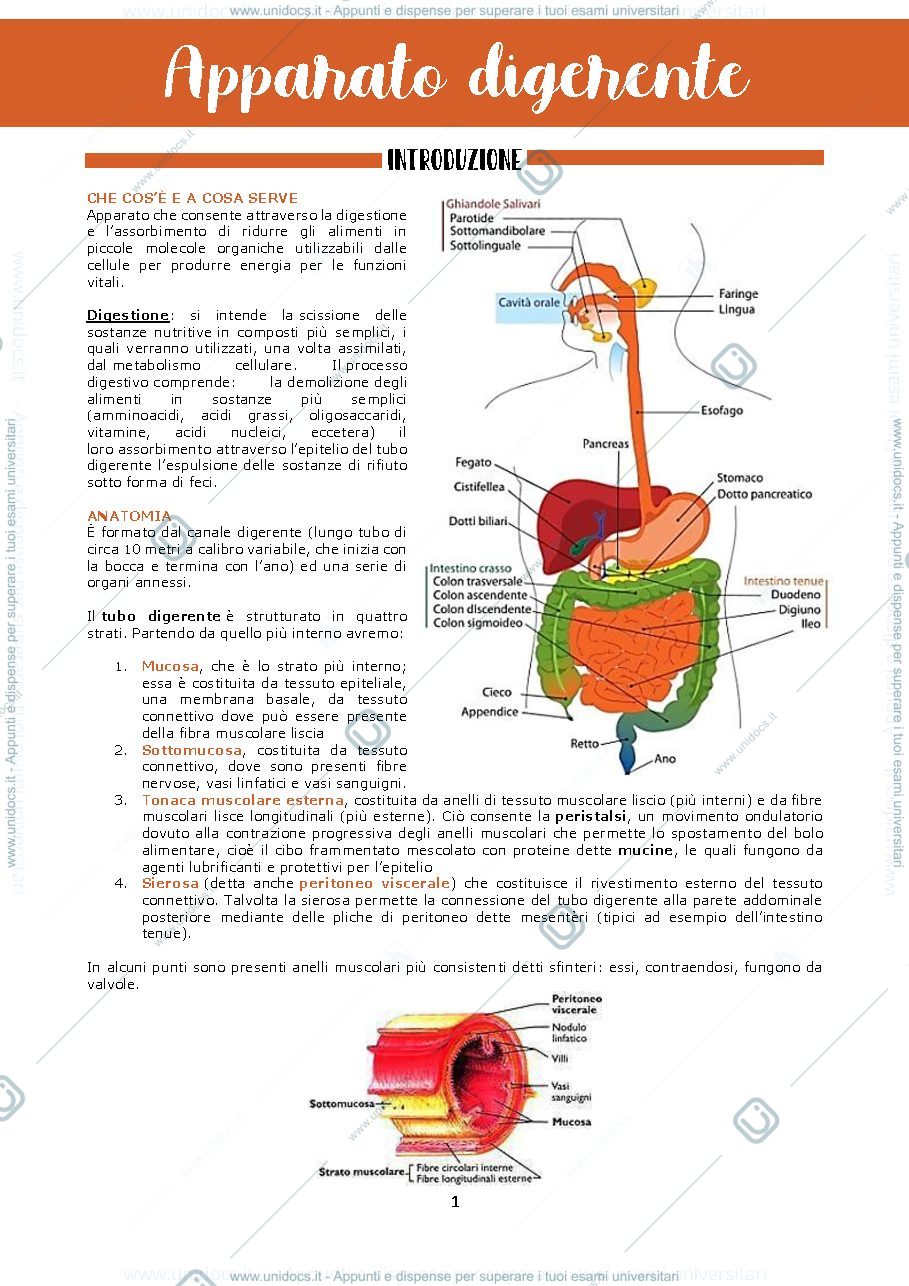 Anteprima pagina 1 — apparato digerente