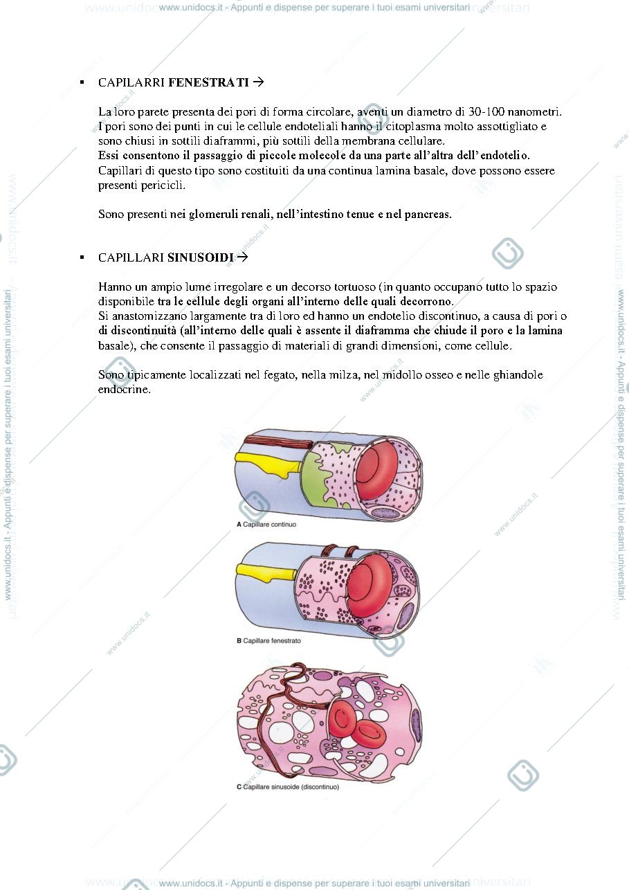 Anteprima pagina 3 — apparato circolatorio 2