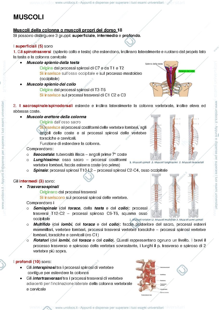 Anteprima pagina 1 — Tabella dei Muscoli con immagini
