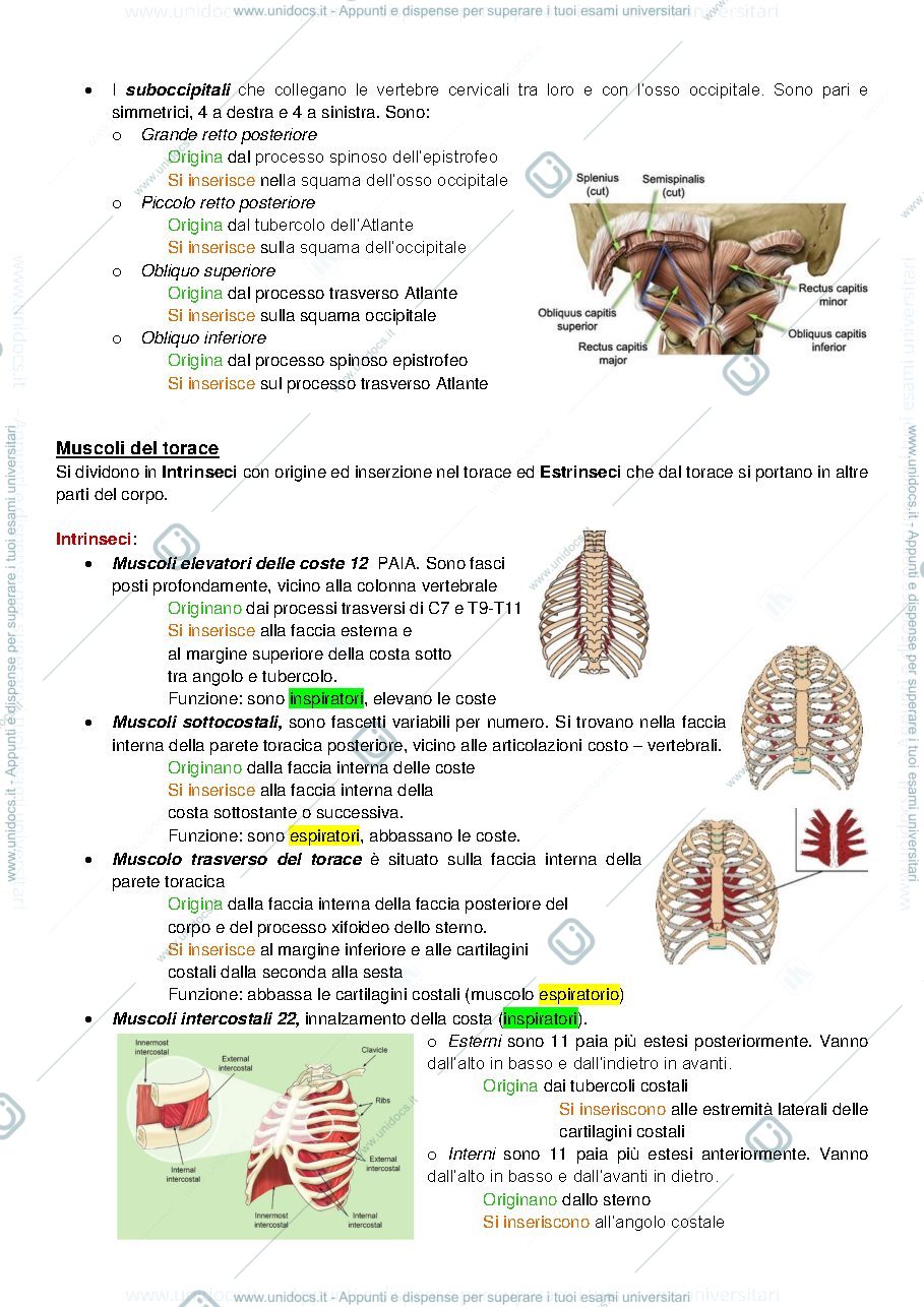 Anteprima pagina 2 — Tabella dei Muscoli con immagini