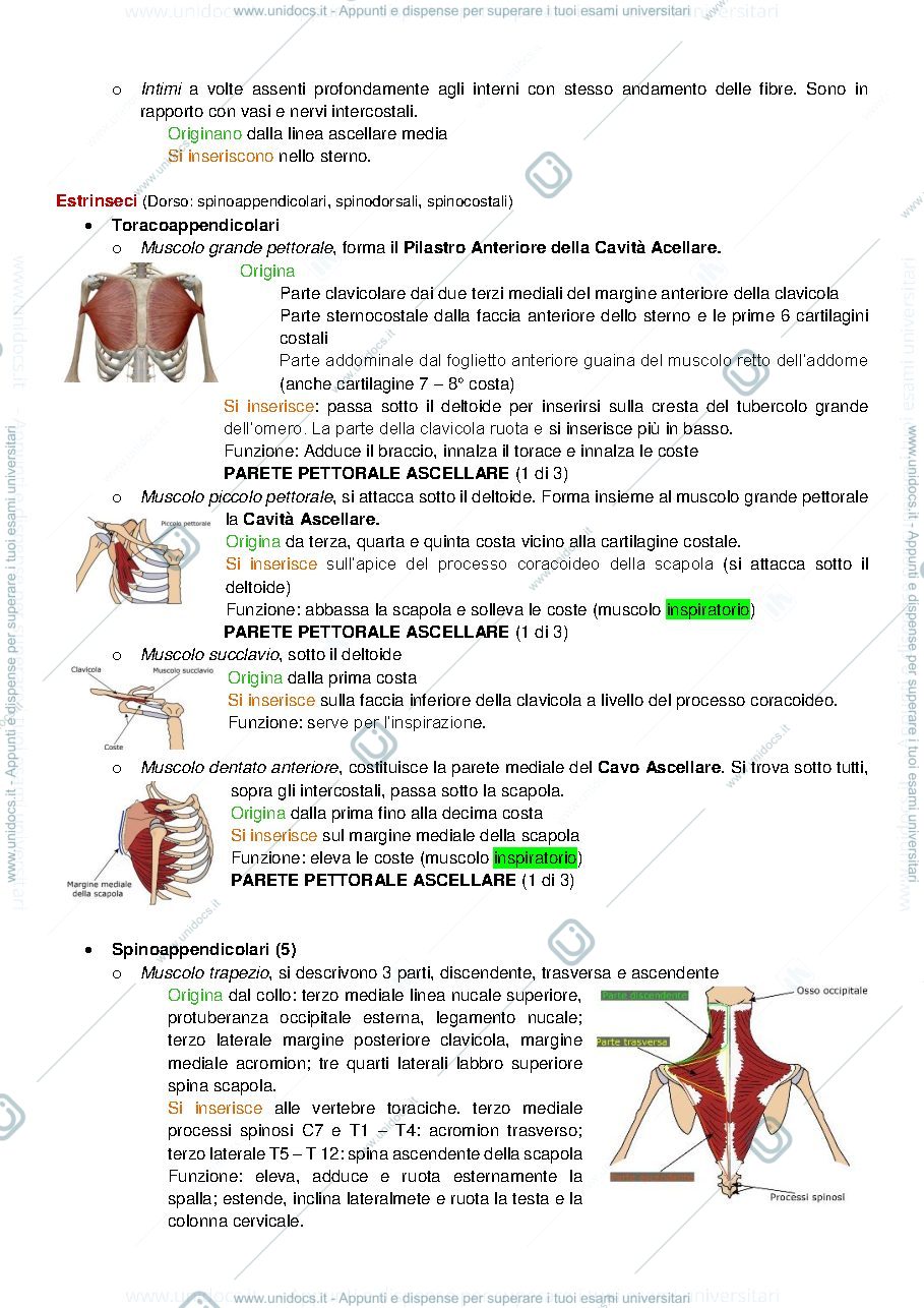 Anteprima pagina 3 — Tabella dei Muscoli con immagini