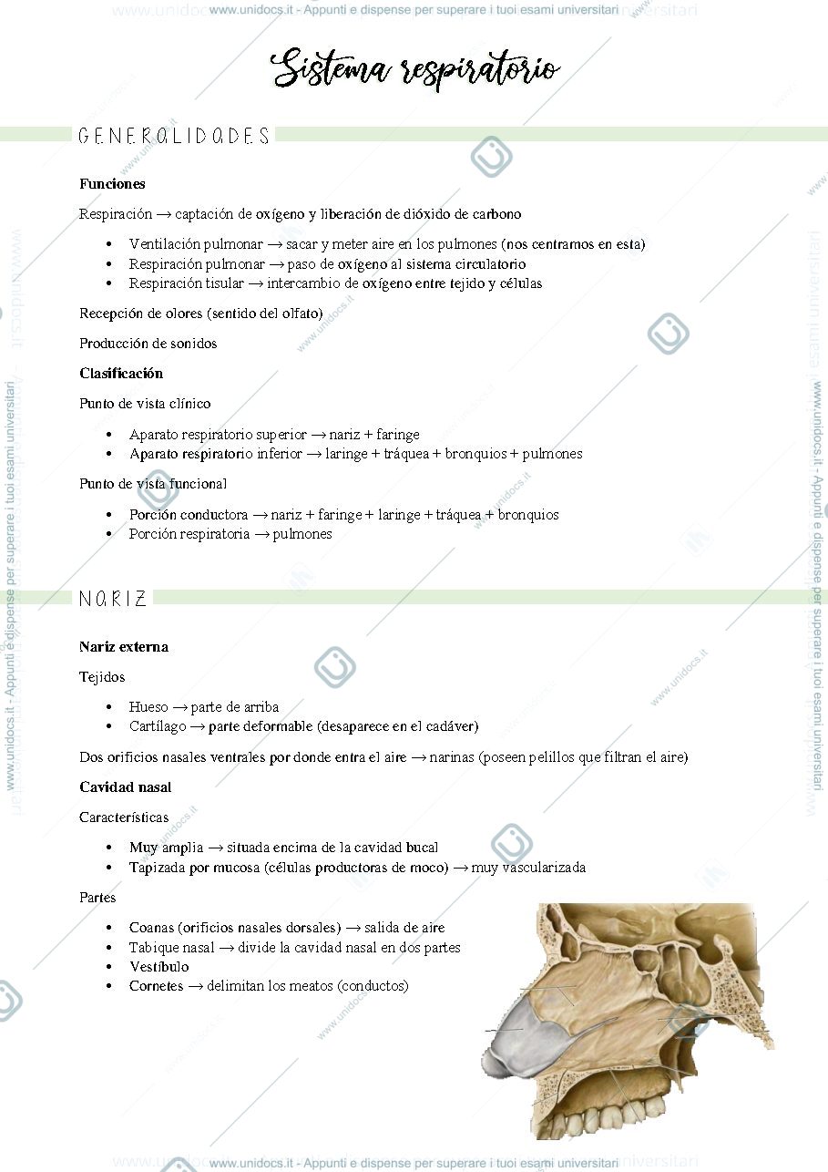 Anteprima pagina 2 — Anatomia