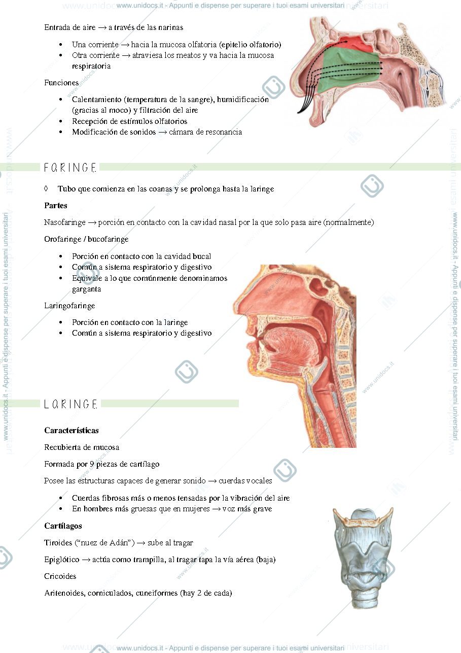 Anteprima pagina 3 — Anatomia