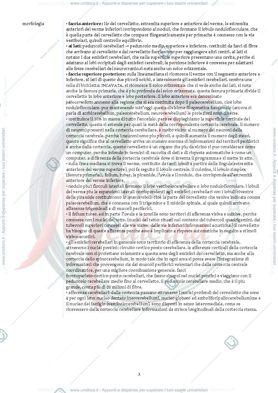Anteprima pagina 3 — cervelletto