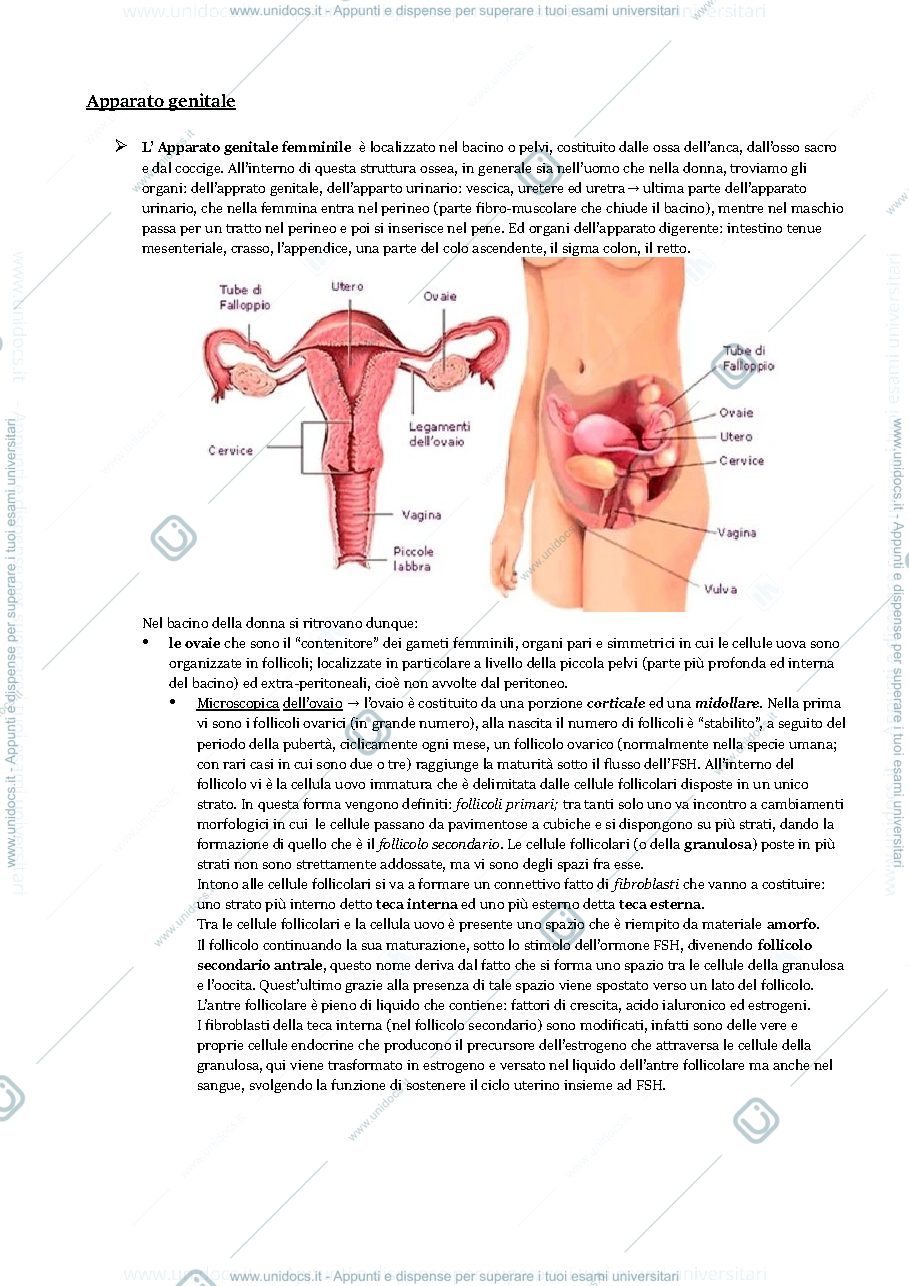 Anteprima pagina 1 — Apparato genitale 