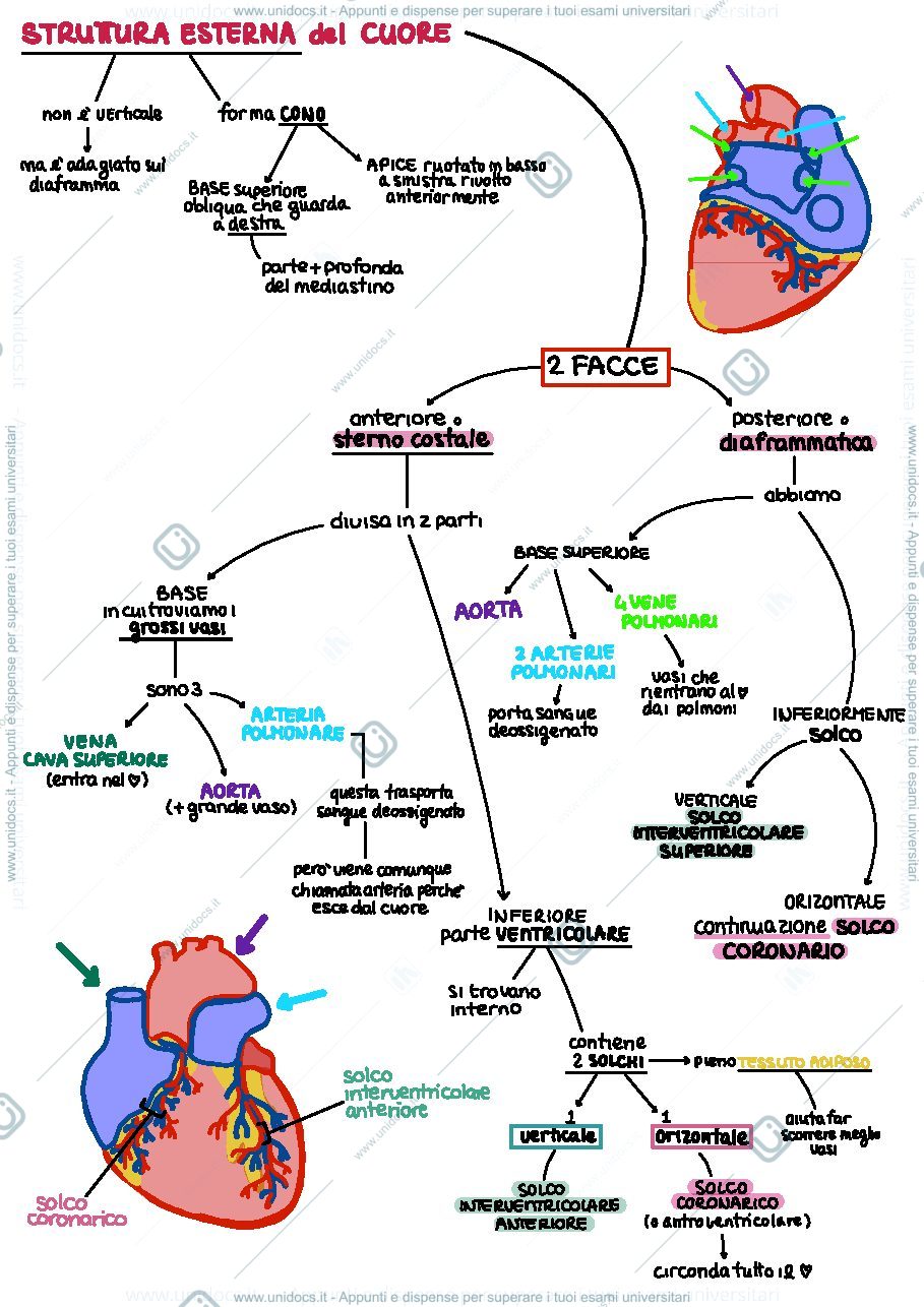 Anteprima pagina 2 — apparato cardiocircolatorio 