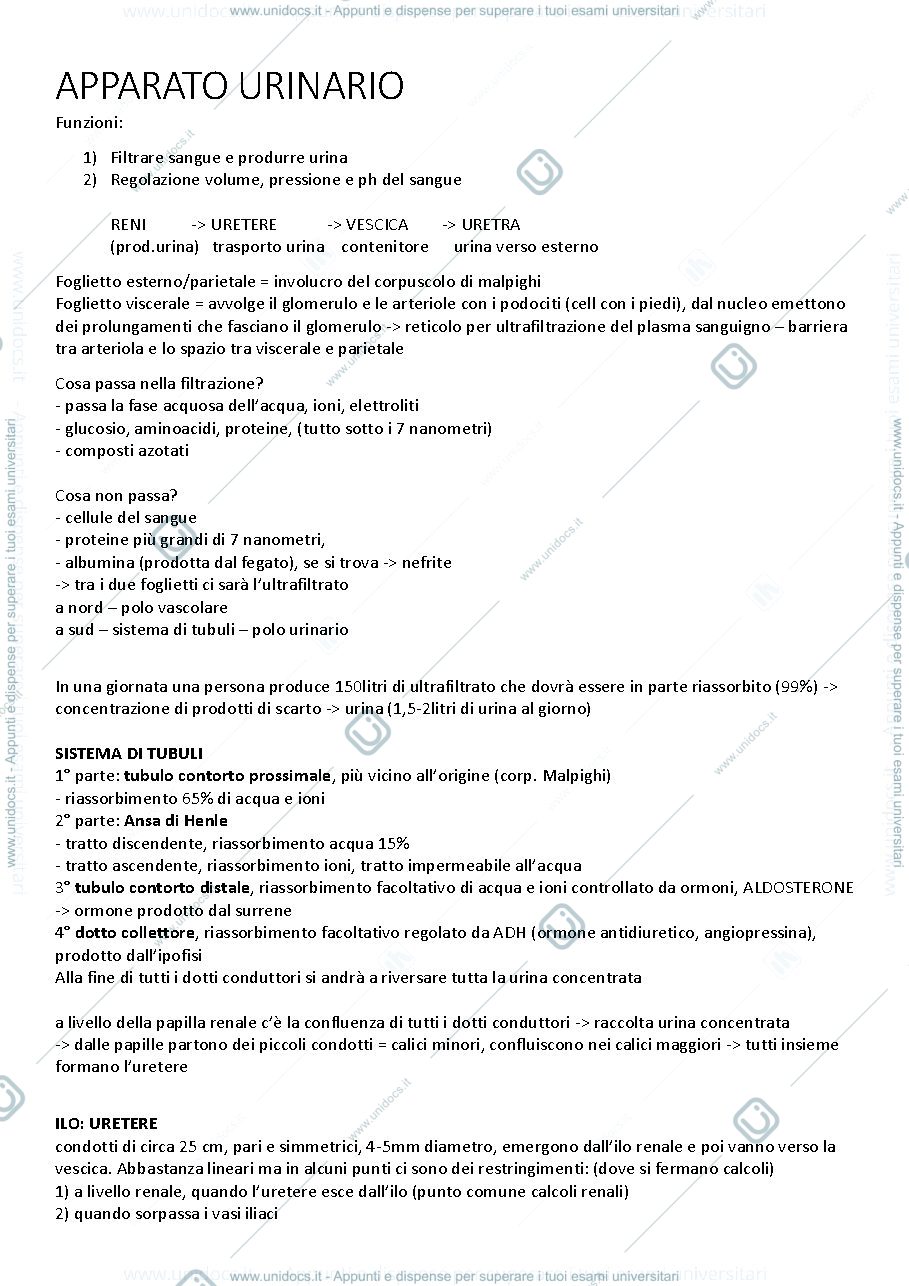 Anteprima pagina 1 — Apparato Urinario