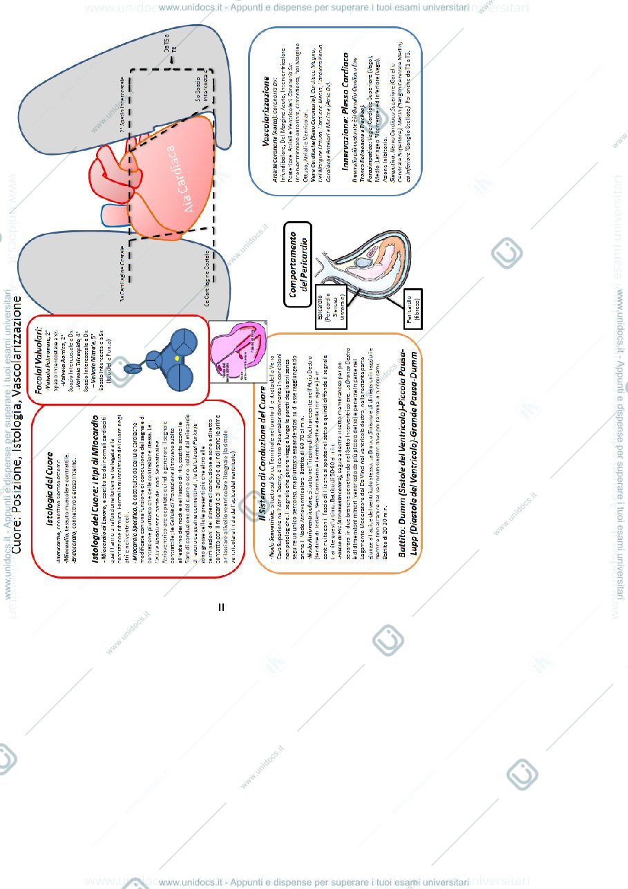 Anteprima pagina 3 — Il Sistema Circolatorio